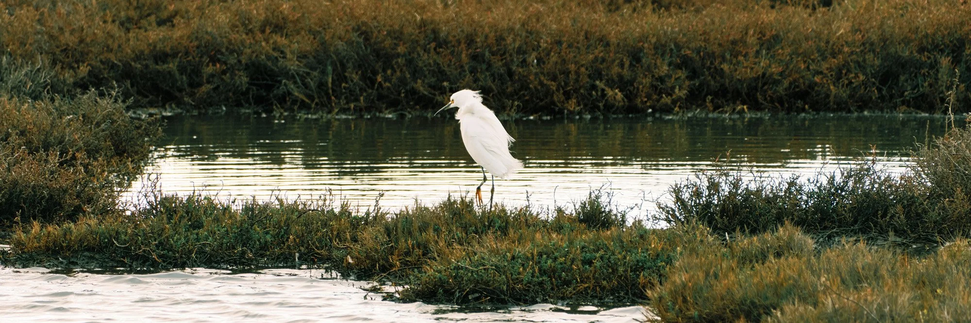 A white heron standing on a small patch of land surrounded by water near grassy bushes.