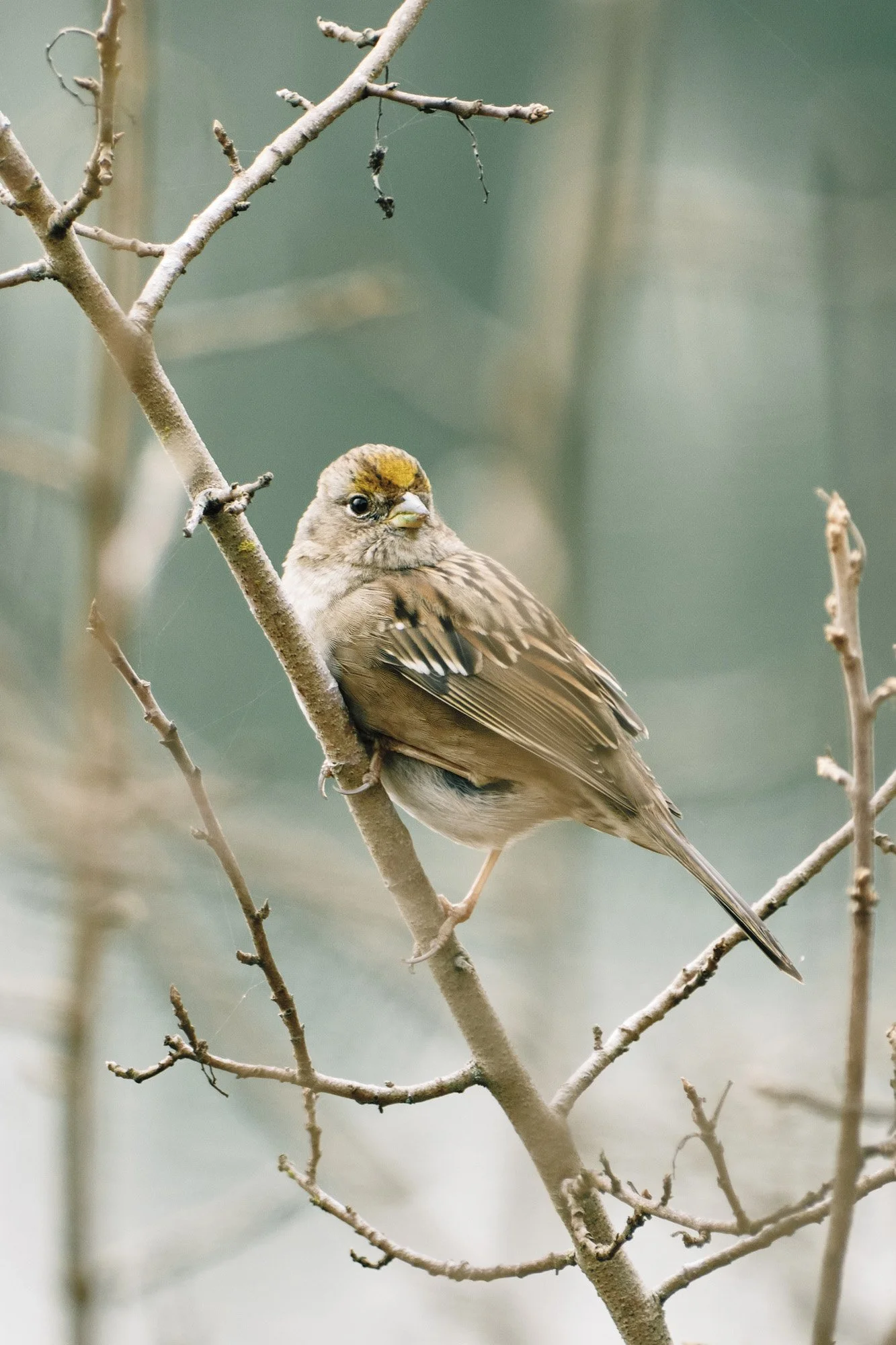 A small brown bird with black and white markings on its wings, perched on a leafless branch, with a blurred green background.