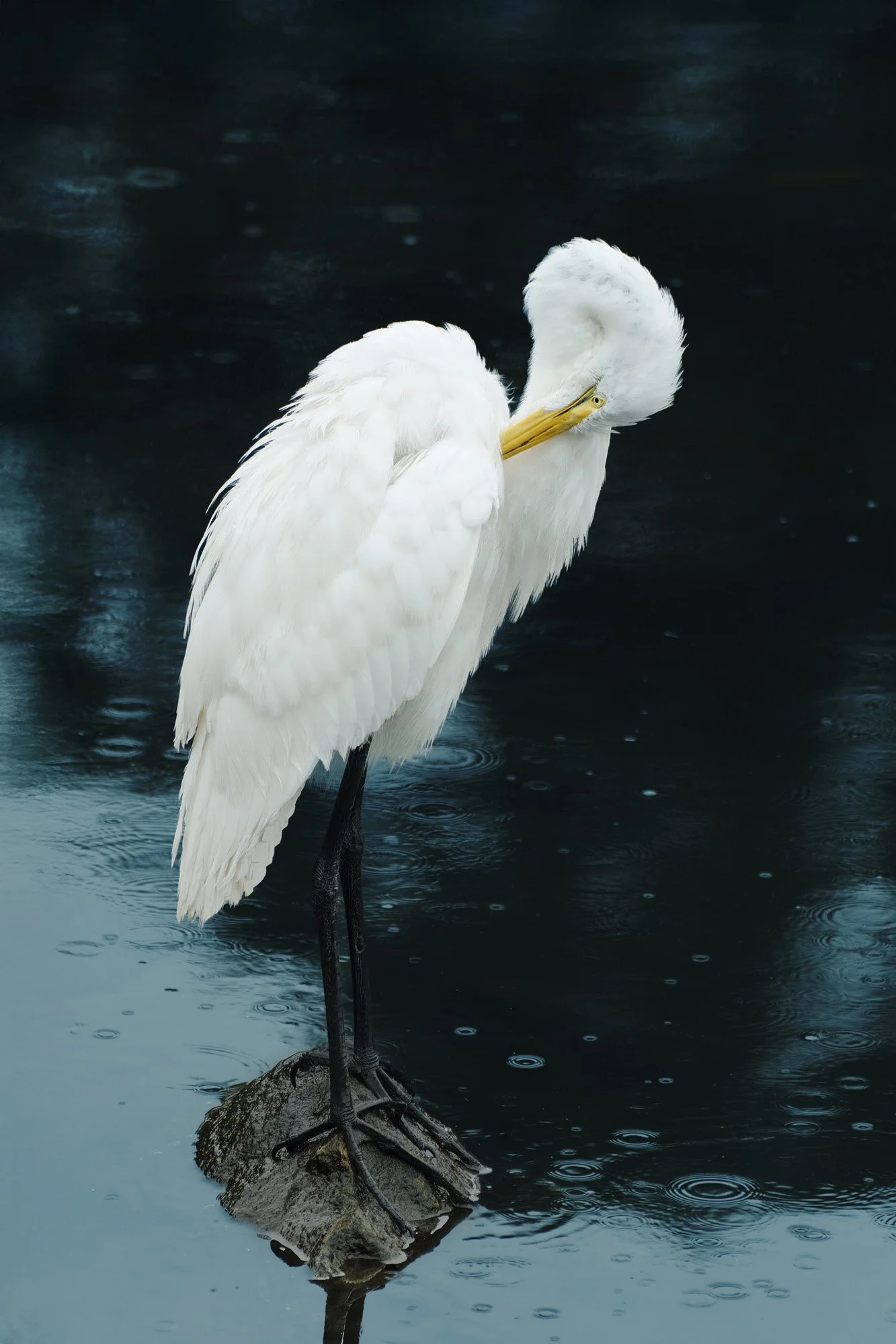 A white heron standing on a rock in water, preening its feathers.