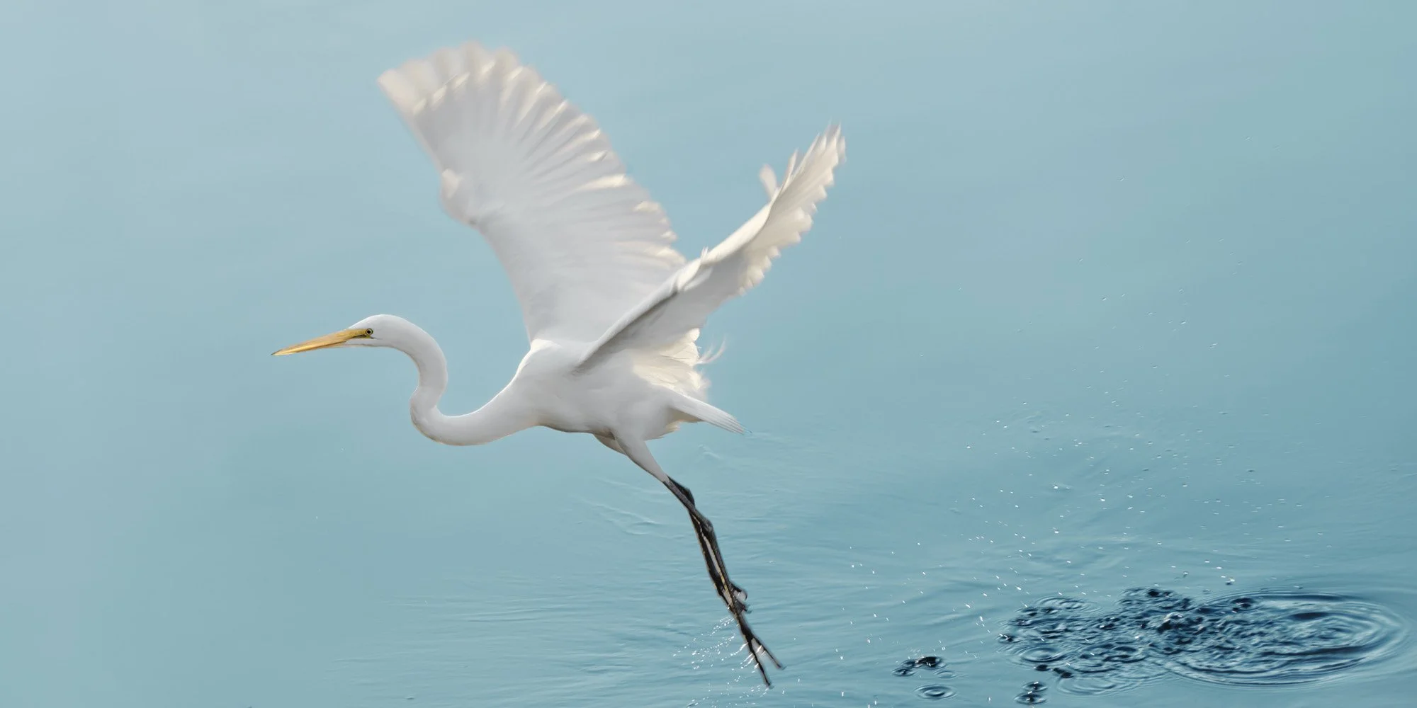A white heron flying over water, with wings spread wide and water ripples below.