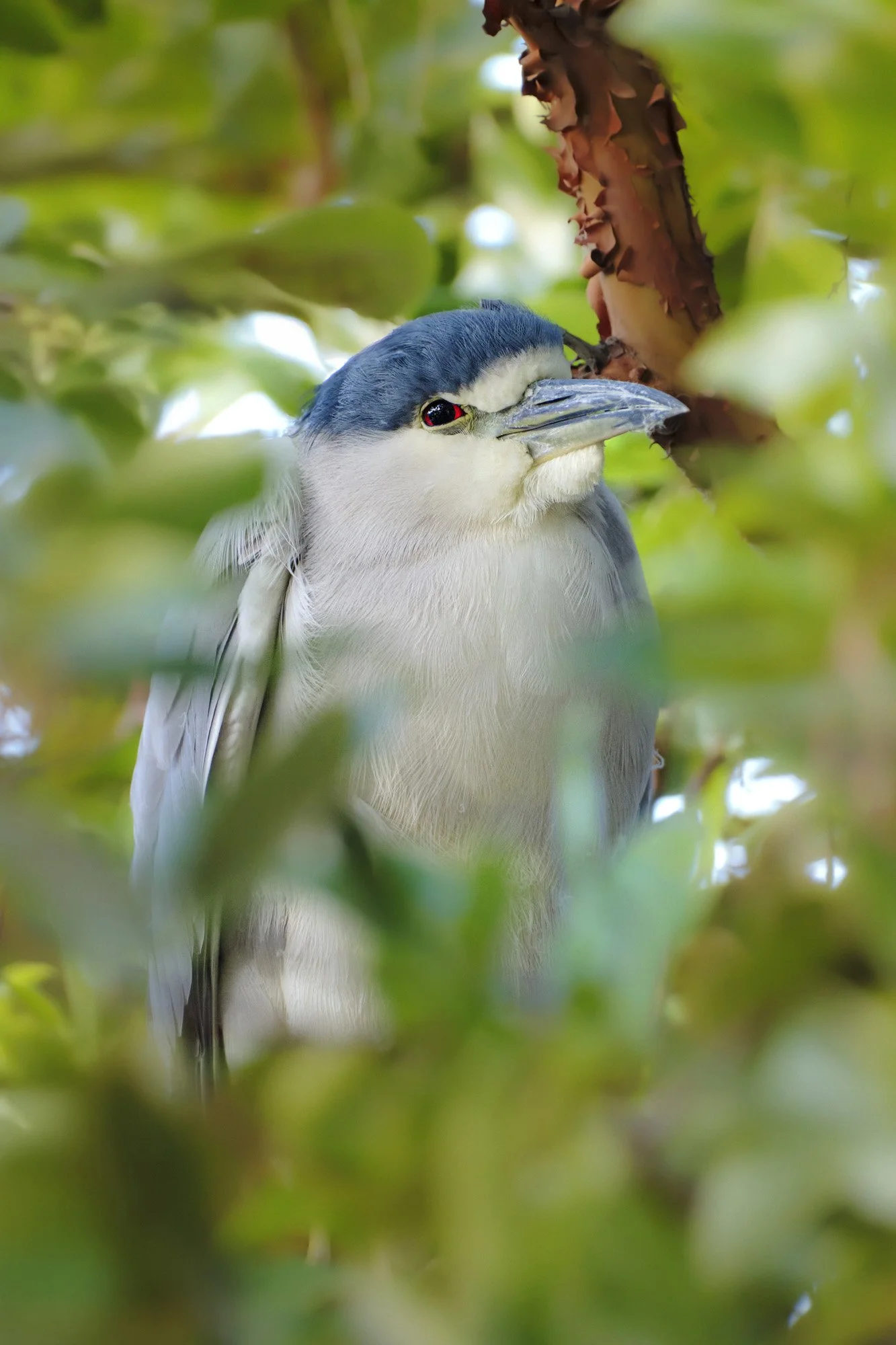 A bird with a sharp beak and gray and white feathers peeks through green leaves, with a background of foliage and dappled sunlight.