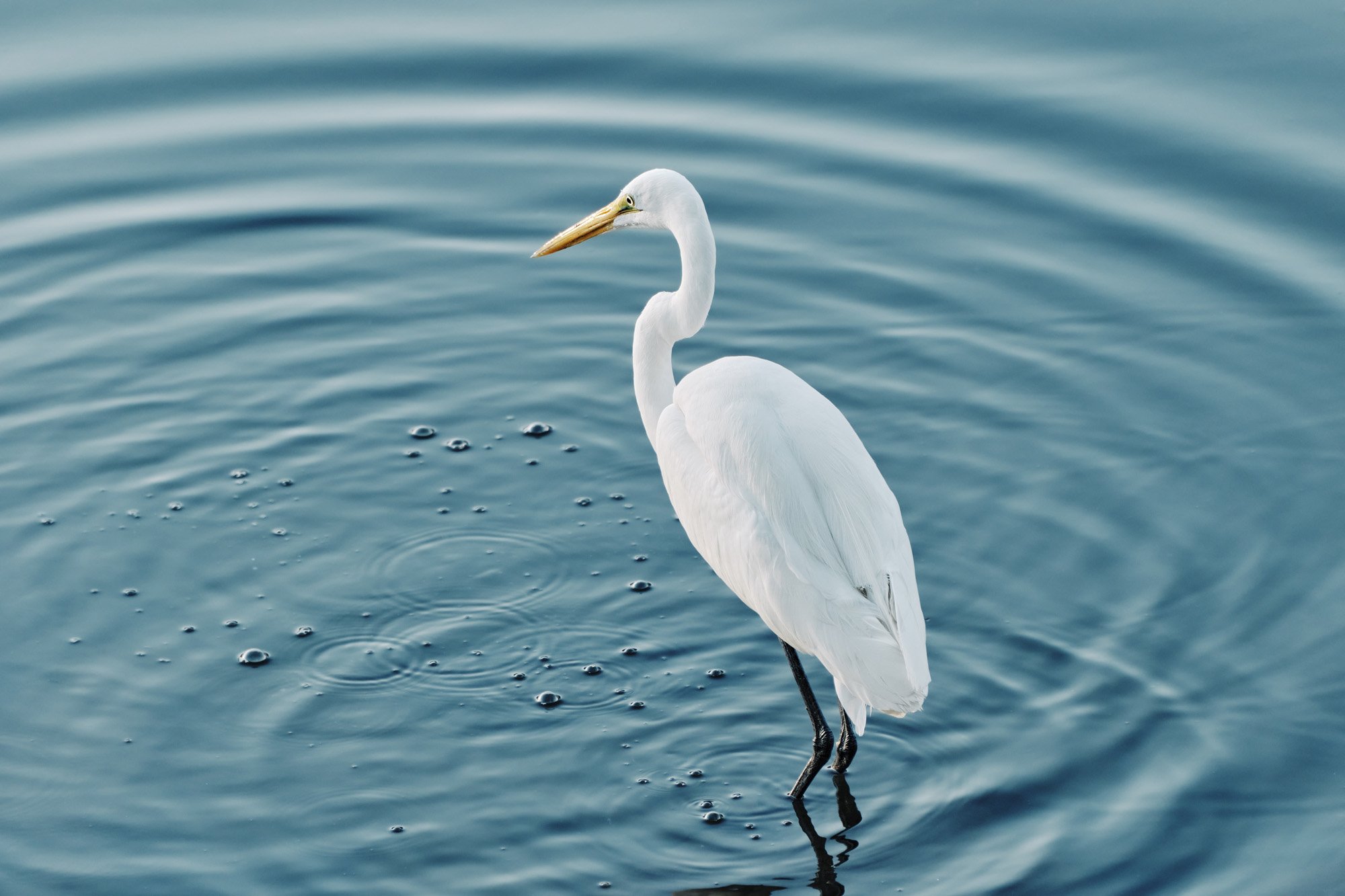 A white heron standing in calm water with gentle ripples.