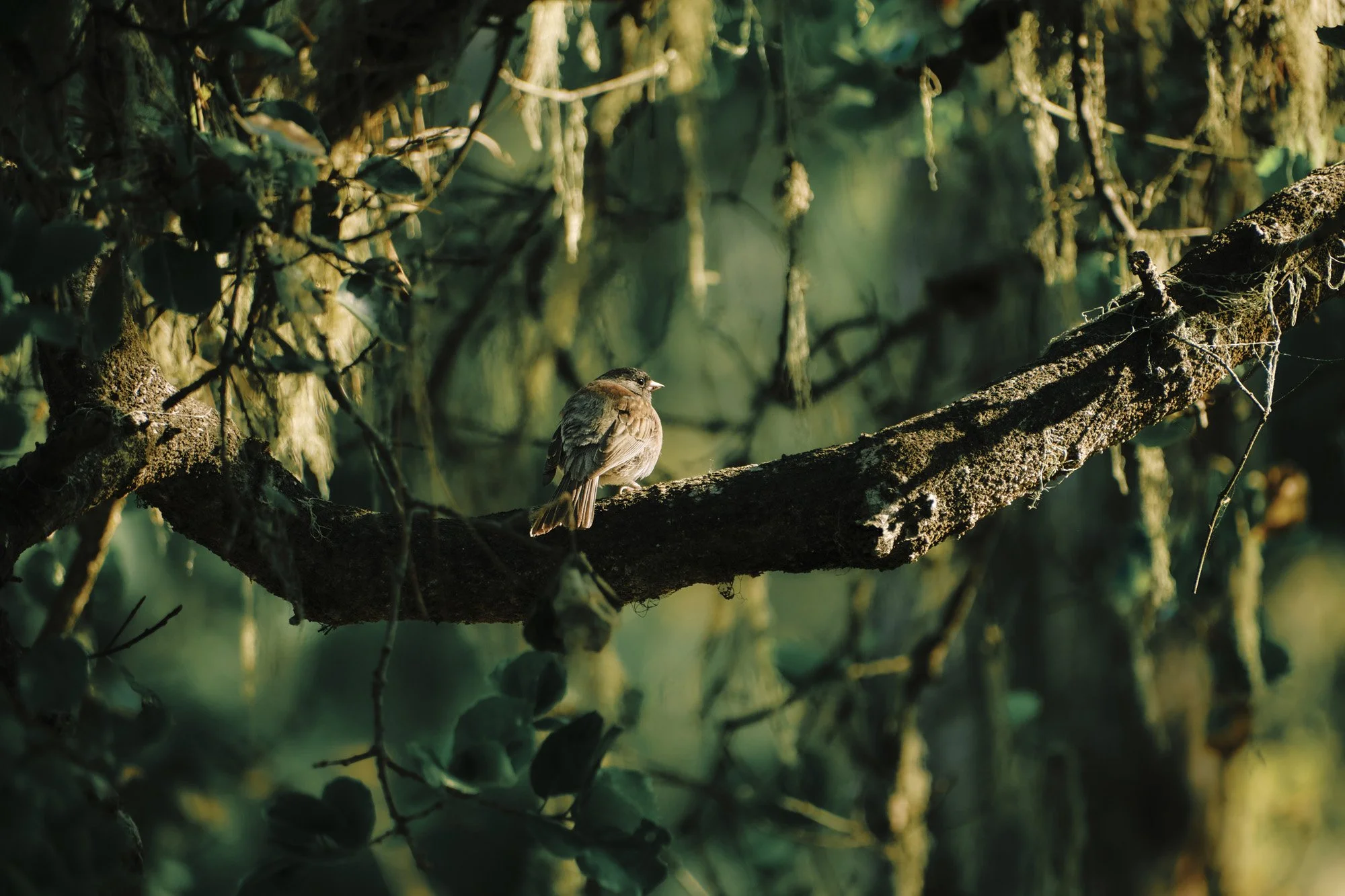 A small bird sitting on a moss-covered tree branch in a lush green forest with sunlight filtering through the leaves.