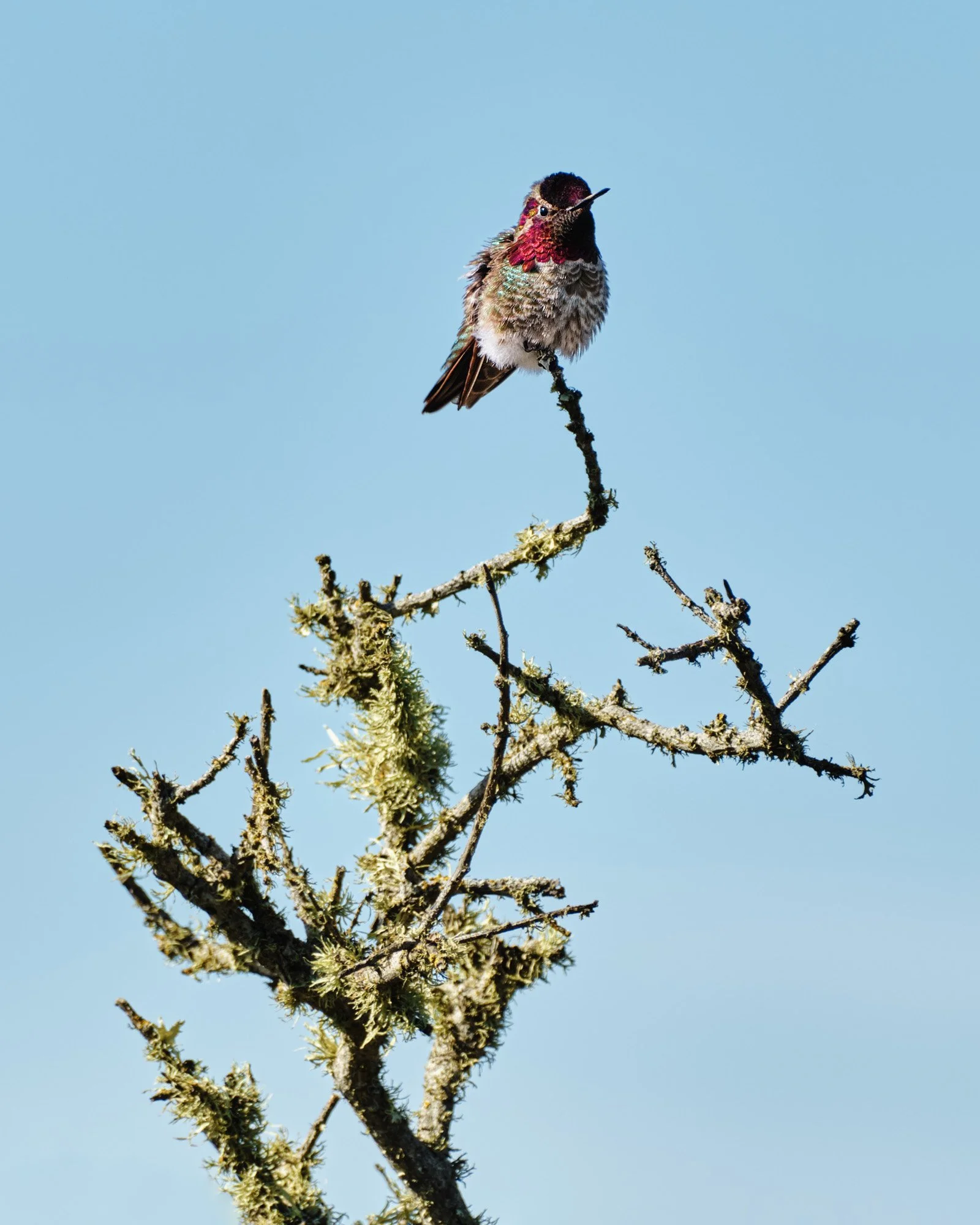A hummingbird perched on a moss-covered tree branch against a clear blue sky.