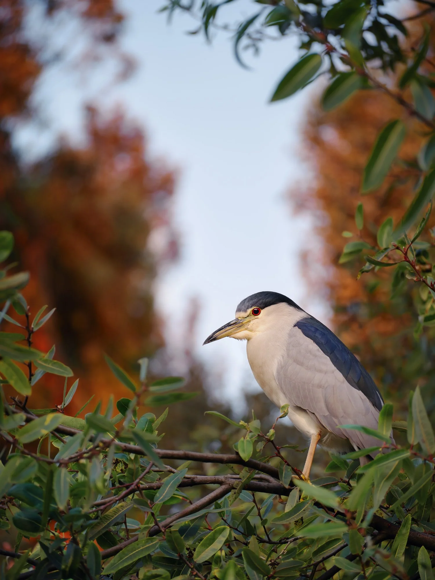 A boat-billed heron perched on a branch among green leaves, with blurry orange fall foliage in the background.