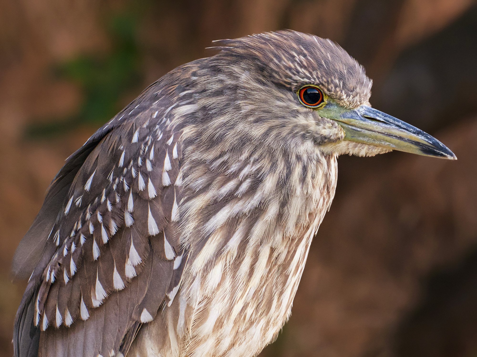 Close-up of a bird with brown and white feathers, sharp beak, and orange eye, facing to the right.