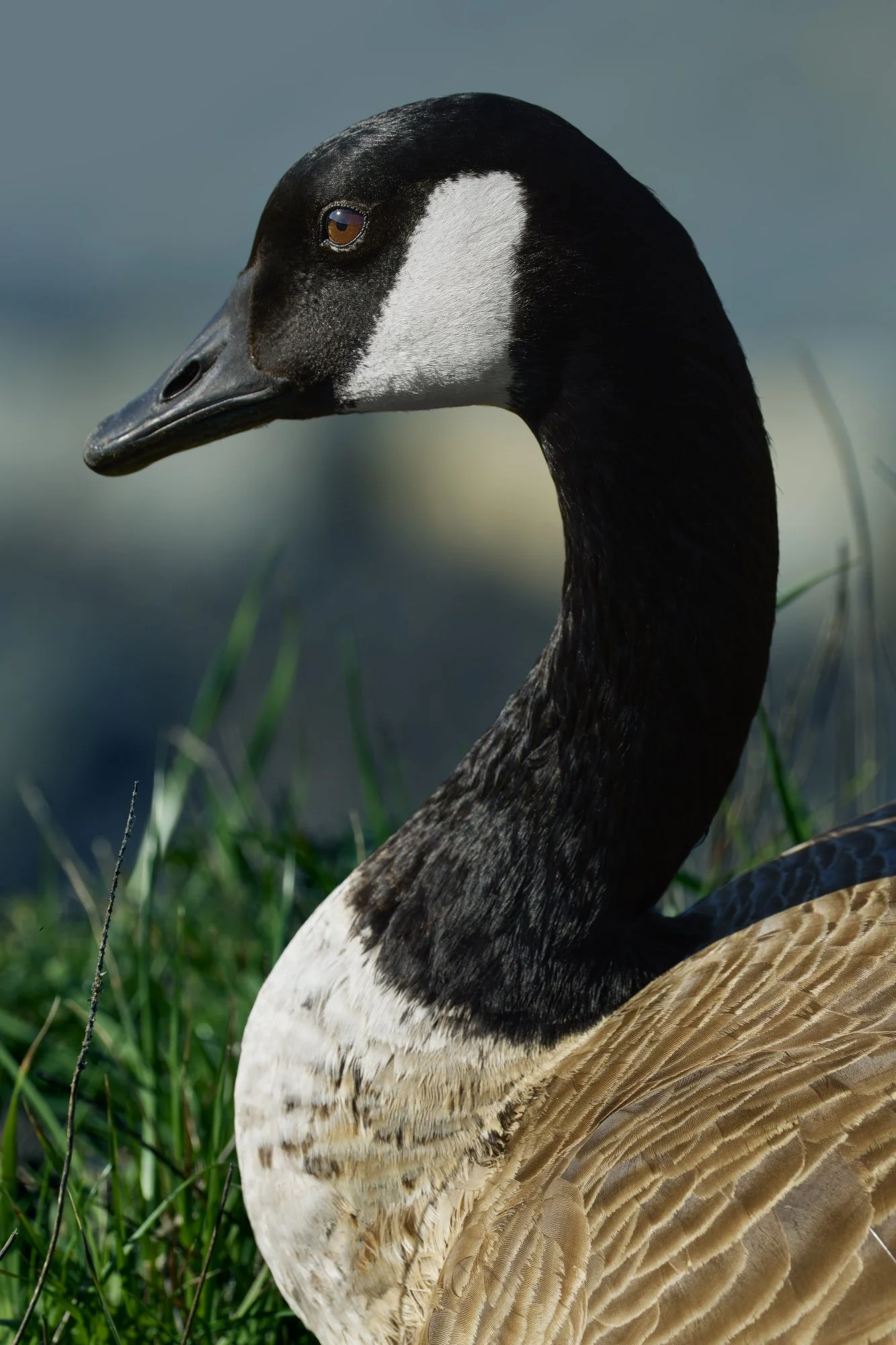 2-28-26 Point Lobos 03.jpg