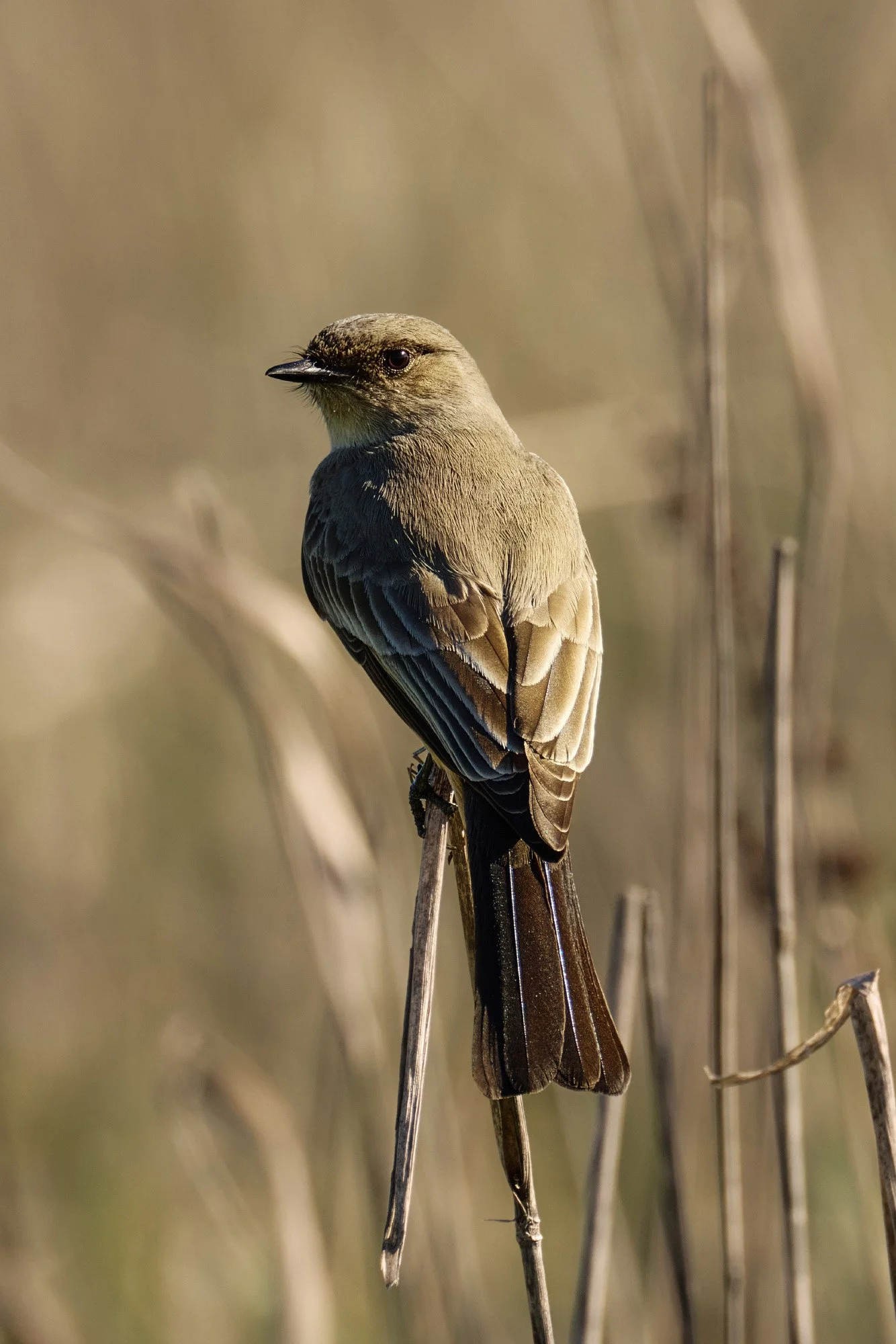 A small brown bird perched on a thin branch amid dry grass stalks, with a blurred natural background.