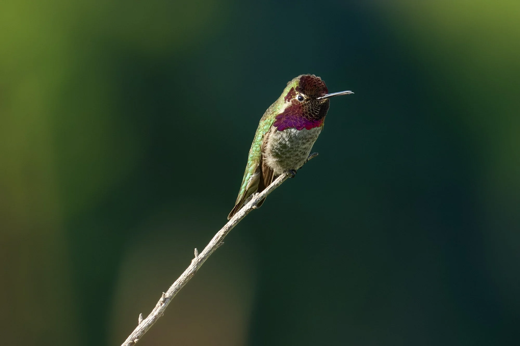 2-28-26 Point Lobos 02.jpg