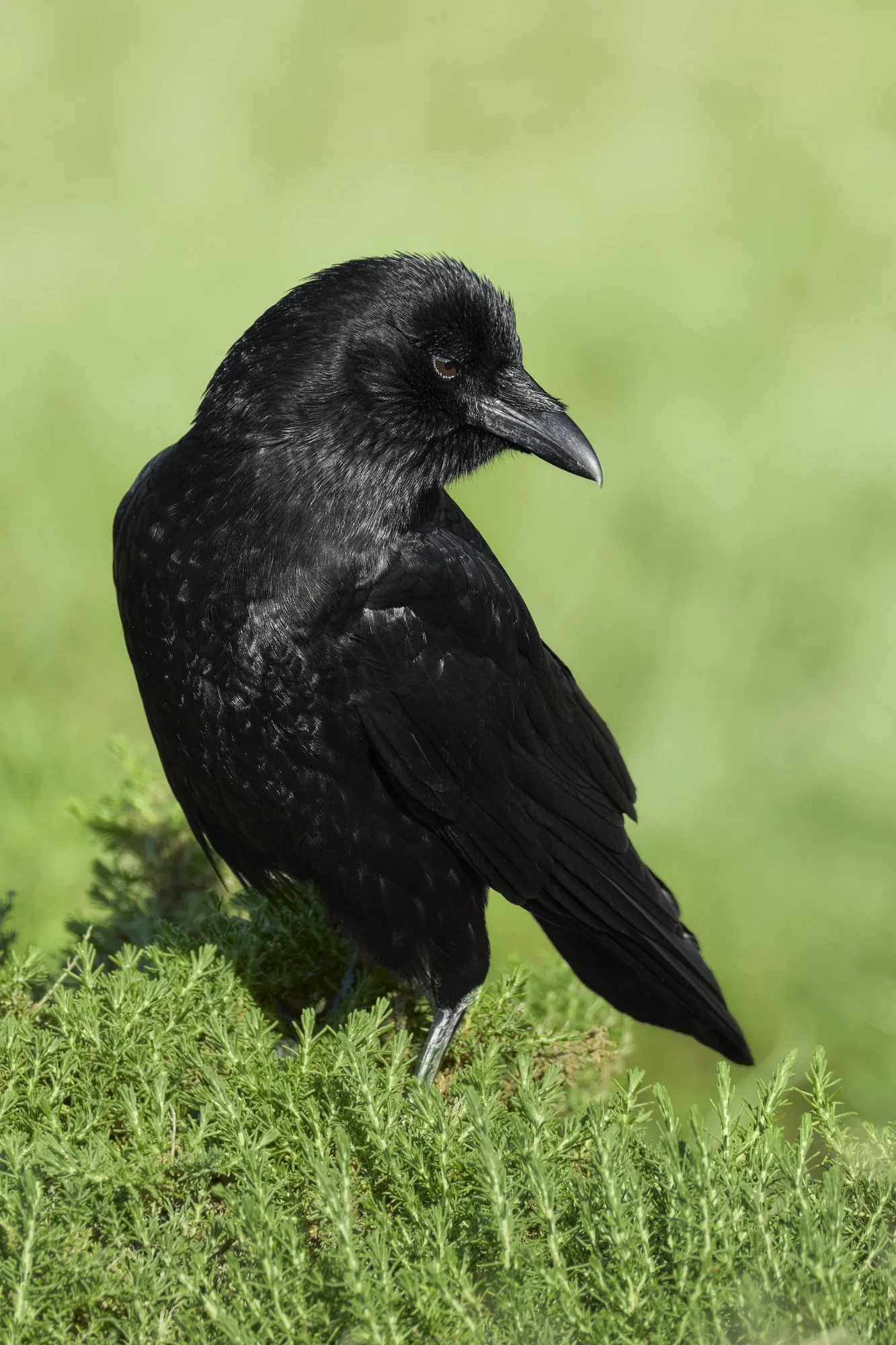 2-28-26 Point Lobos 01.jpg