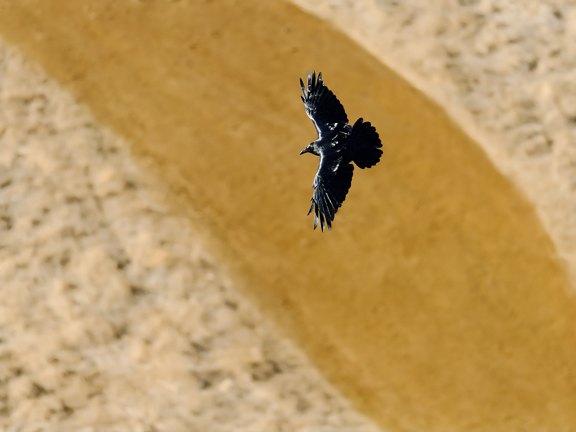 10-11-26 Coyote Hills 02 2000px.jpg