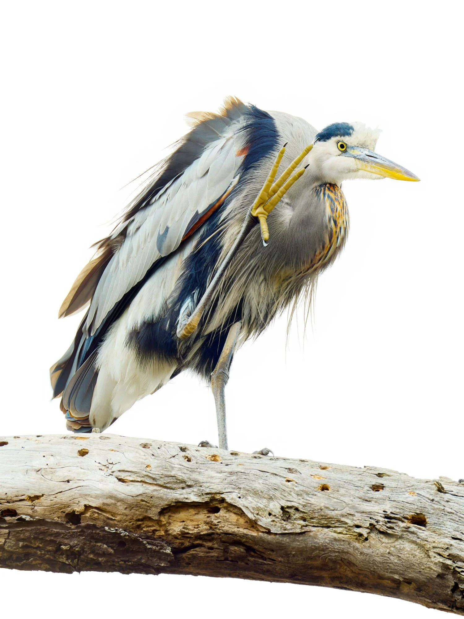 10-10-26 Elkhorn Slough 002 2000px.jpg