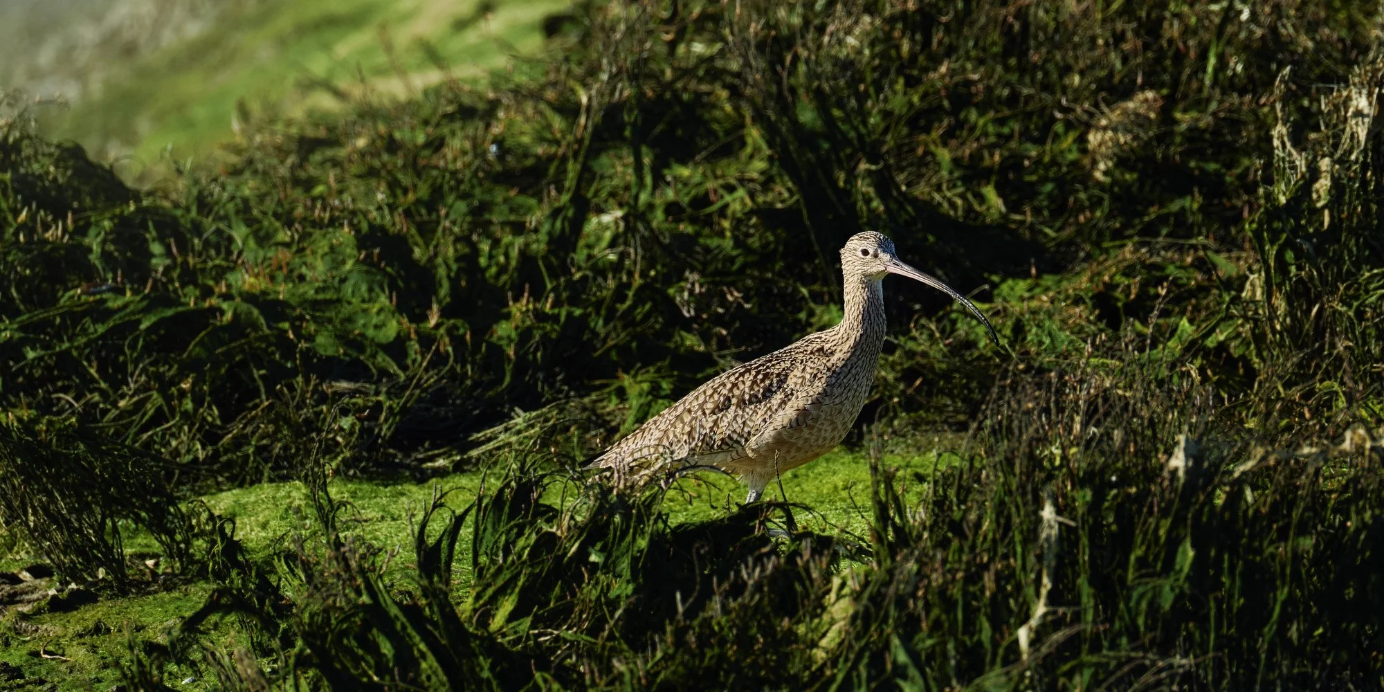 A long-billed bird standing among green vegetation in a wetland environment.