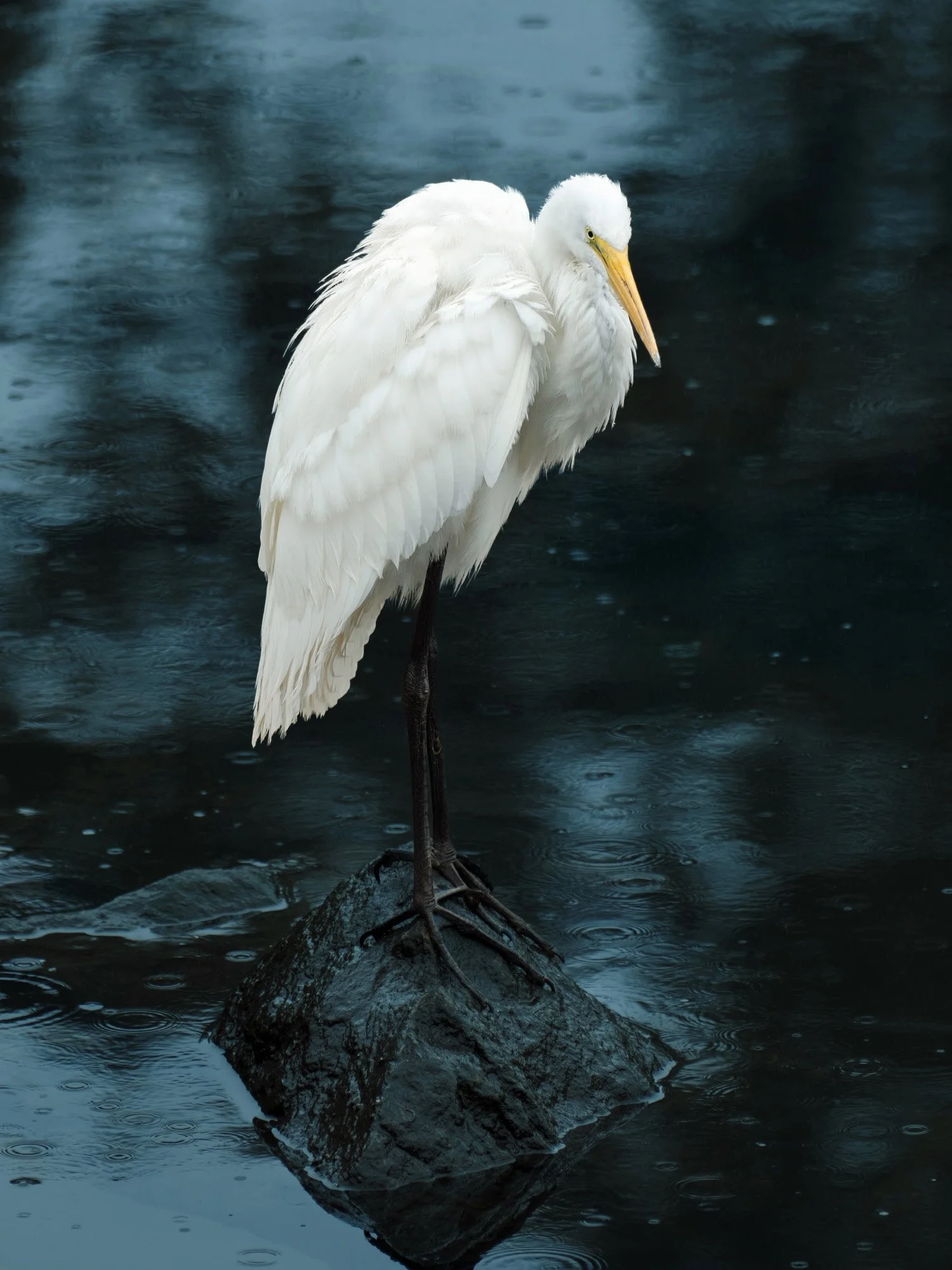A white heron standing on a rock in dark water.