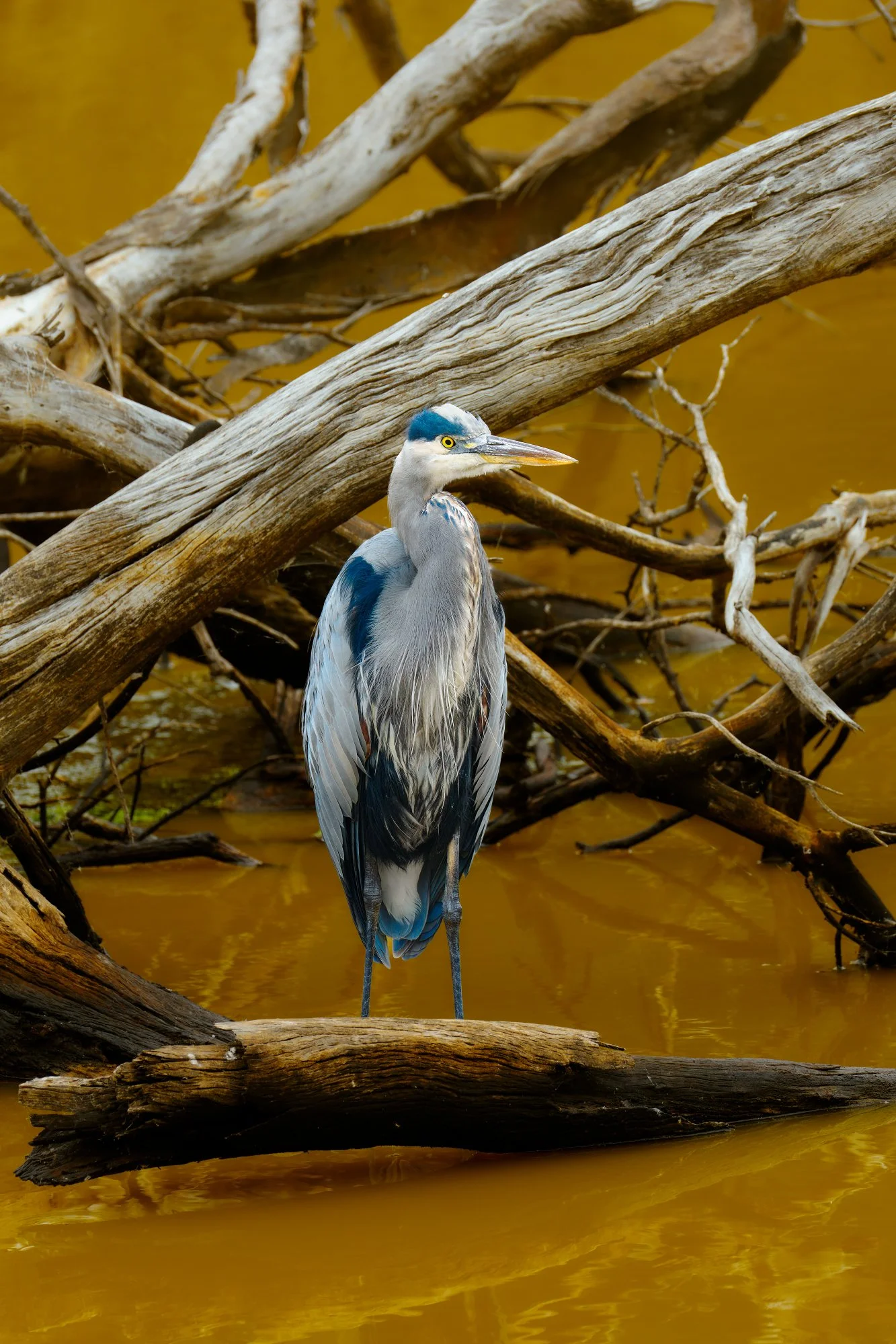 10-10-26 Elkhorn Slough 007 2000px.jpg