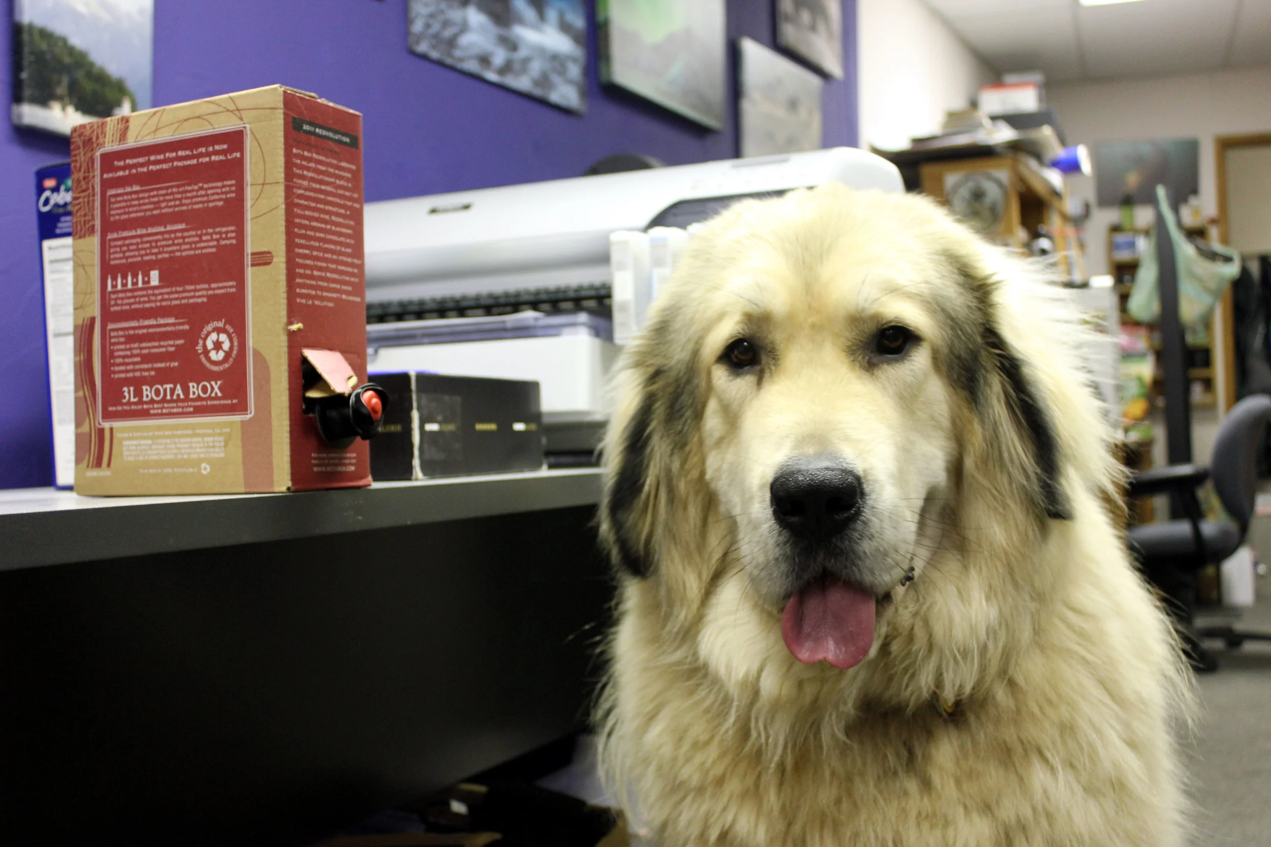 Luna and the Bota Box o' wine.