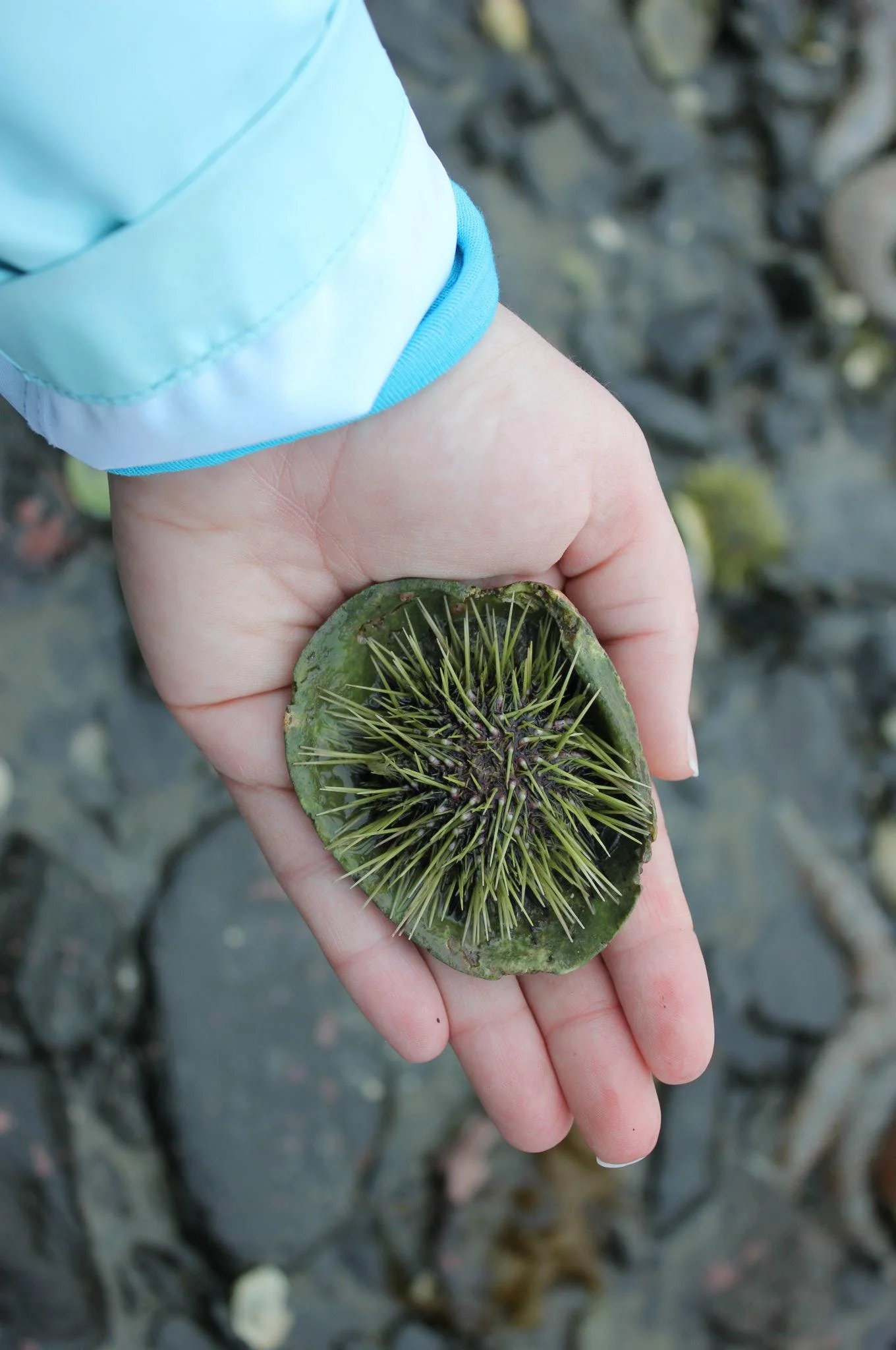 Finding little treasures while tide pooling at Shaman Island off the northern coast of Douglas Island where I live.