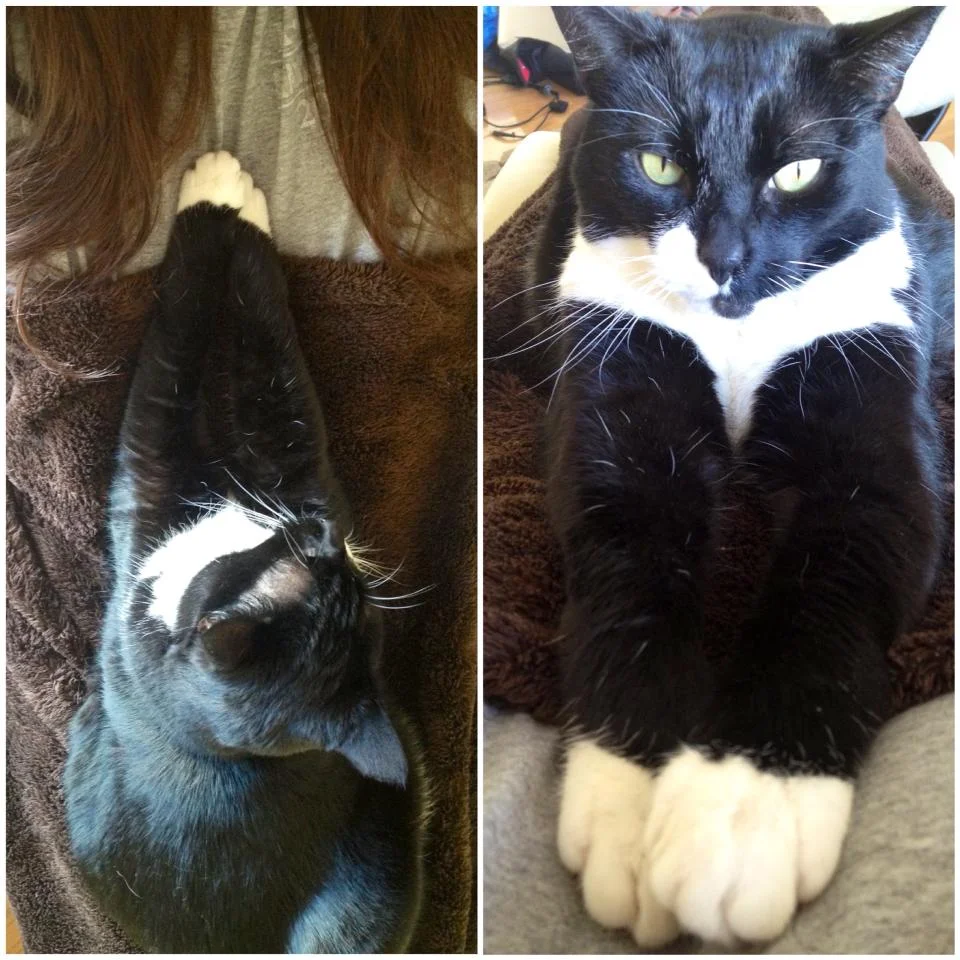 Cat cuddles make everything better.