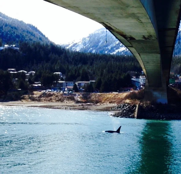 An orca surfaces underneath the Juneau-Douglas Bridge. Notice the onlookers standing on the shores of Douglas Island.
