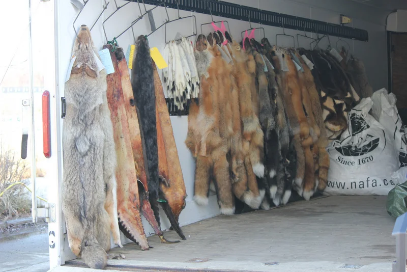 Trailer of death or trailer of money? Your judgment. Yes, some of those skins are inside out.