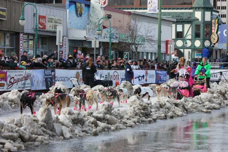 DeeDee Jonrowe and her pink-bootied dog team.