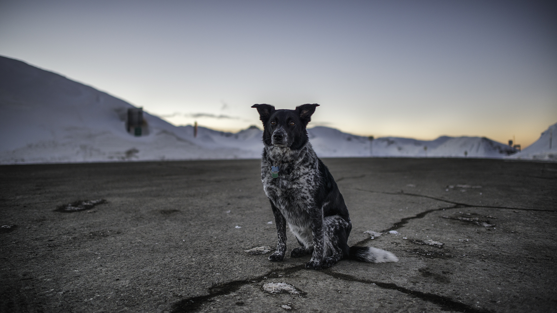 Anonymous dog sat upon Loveland Pass at sunset.