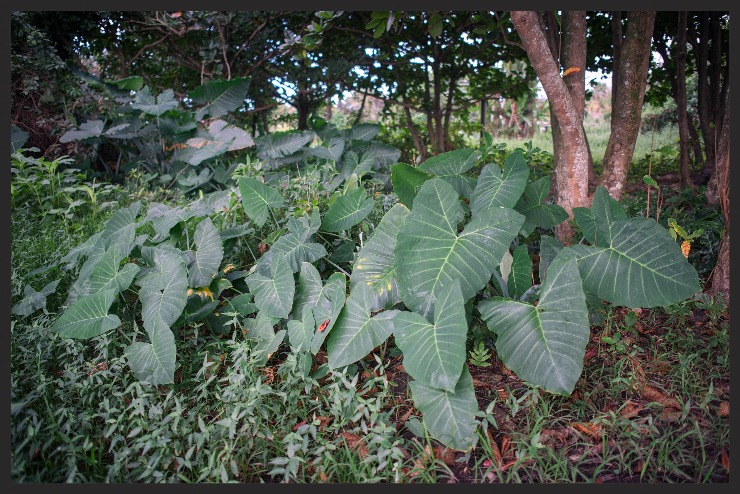 Maui County, Hawaii - View: Maui Collection
