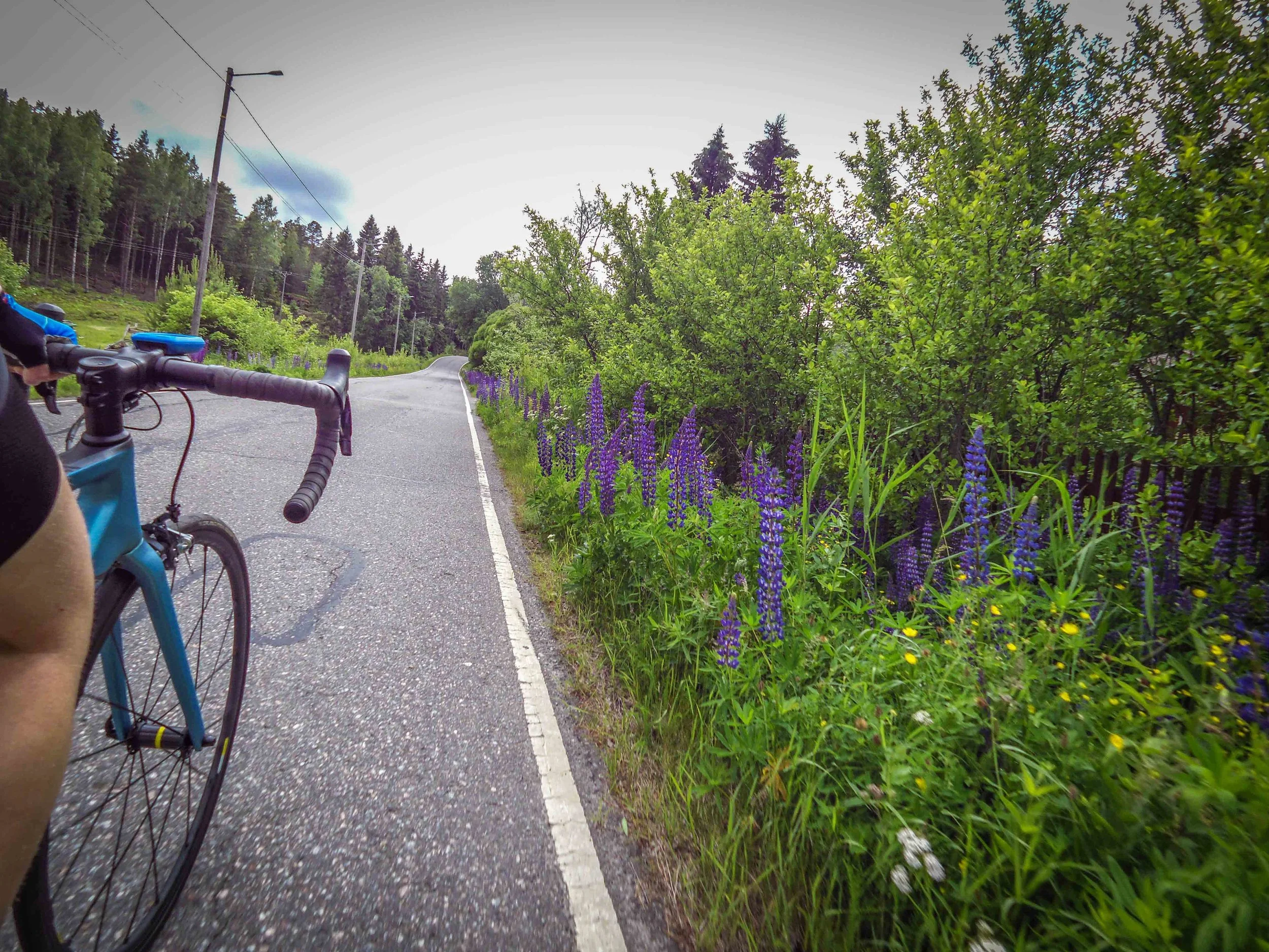 One of the most beautiful routes in Turku is the route around Kakskerta. Just before midsummer, the side of the road is filled with colorful lupines. 