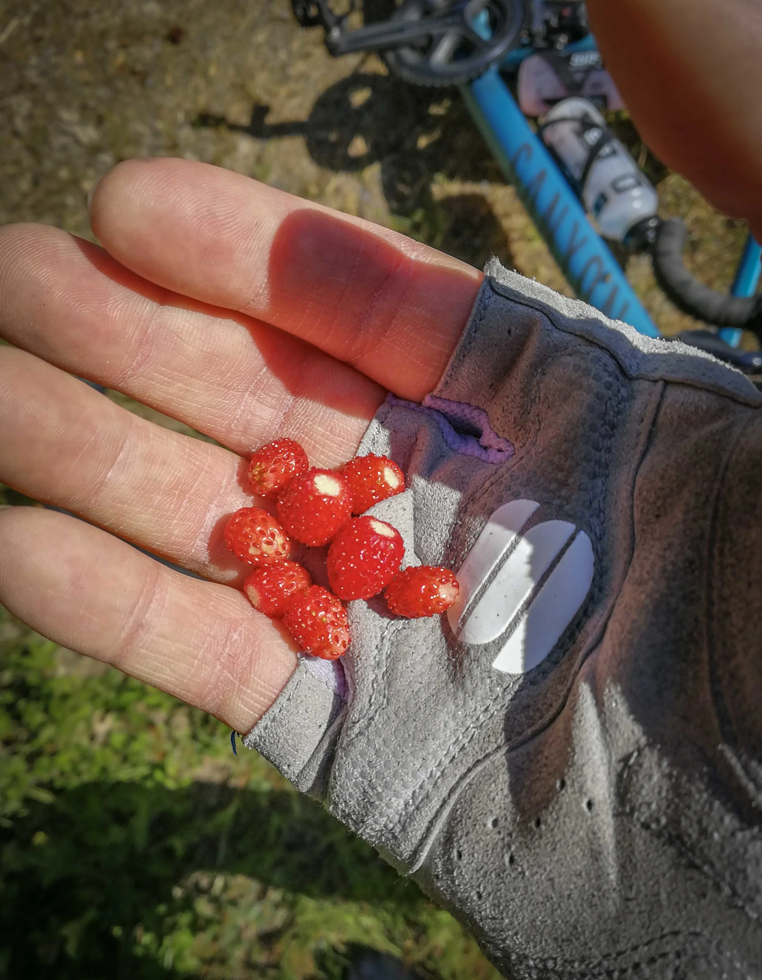 On my latest ride, I finally found wild strawberries. This really means summer for me, it's kinda childish, but this really is a ritual for me. No summer without eating these during a ride.