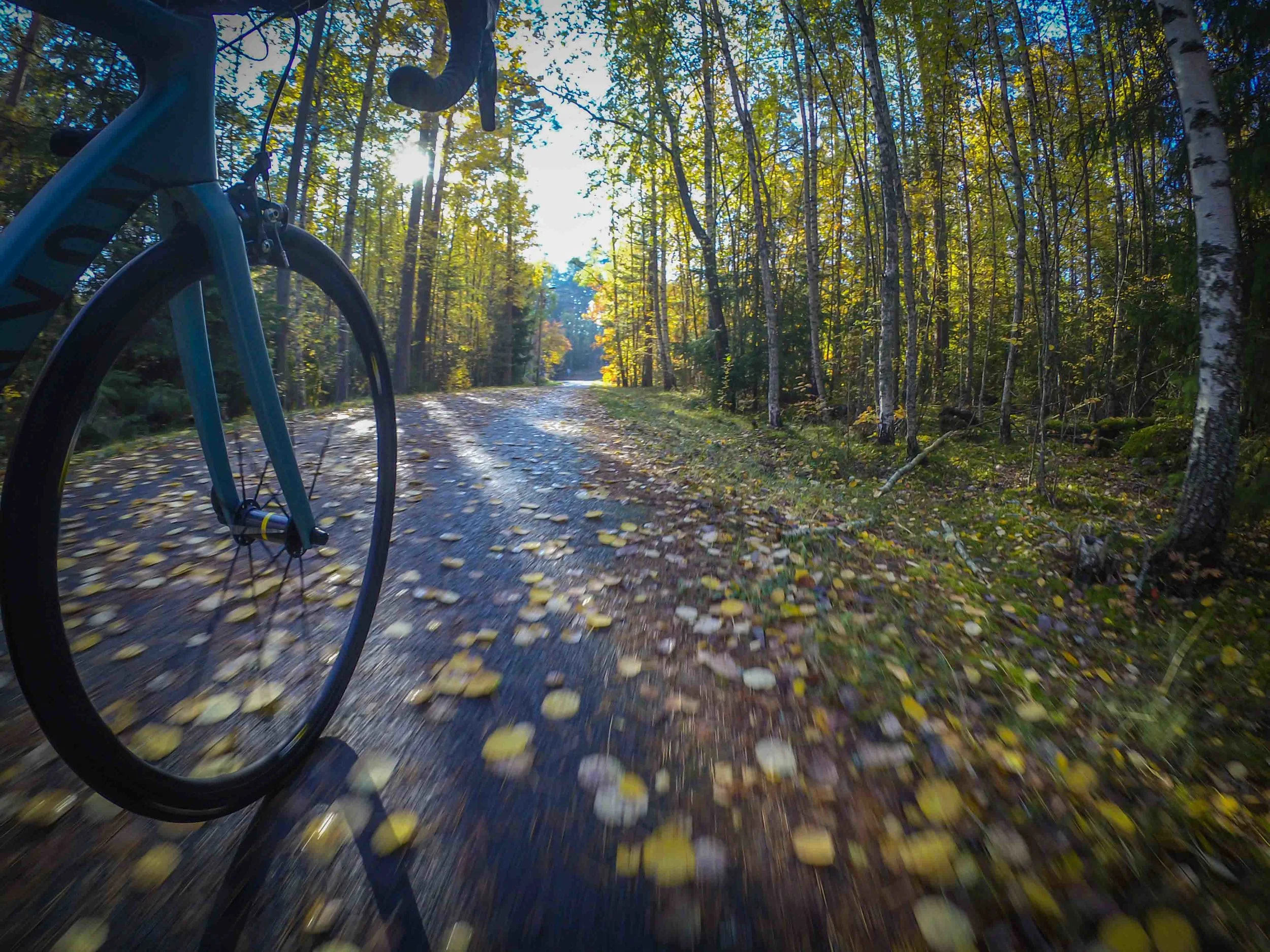Leaves were already leaving the trees