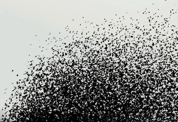 SWARM-Wired-Thumbnail.jpg