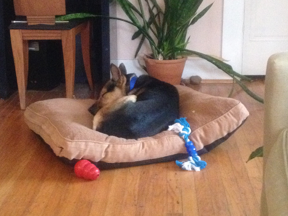 Meet the sweet Atlas!