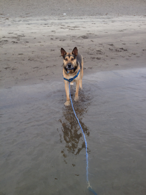 Isn't he a cutie?? Our first visit to a body of water larger than a Portland puddle, taken at Sauvie's Island.
