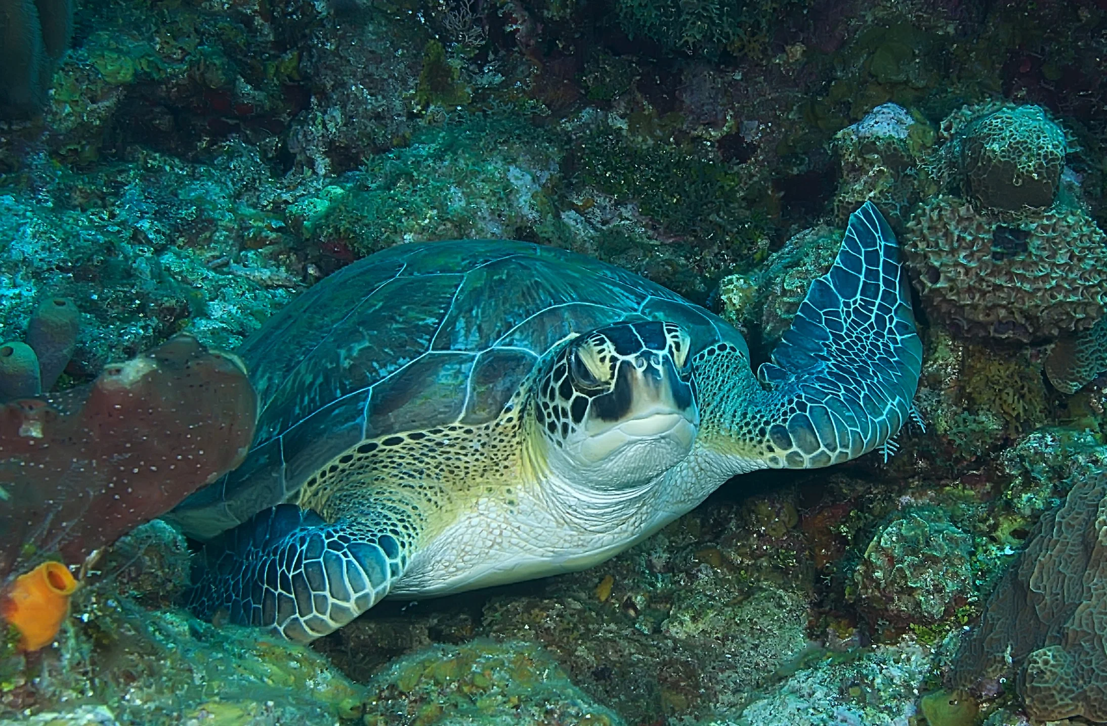 Turtle