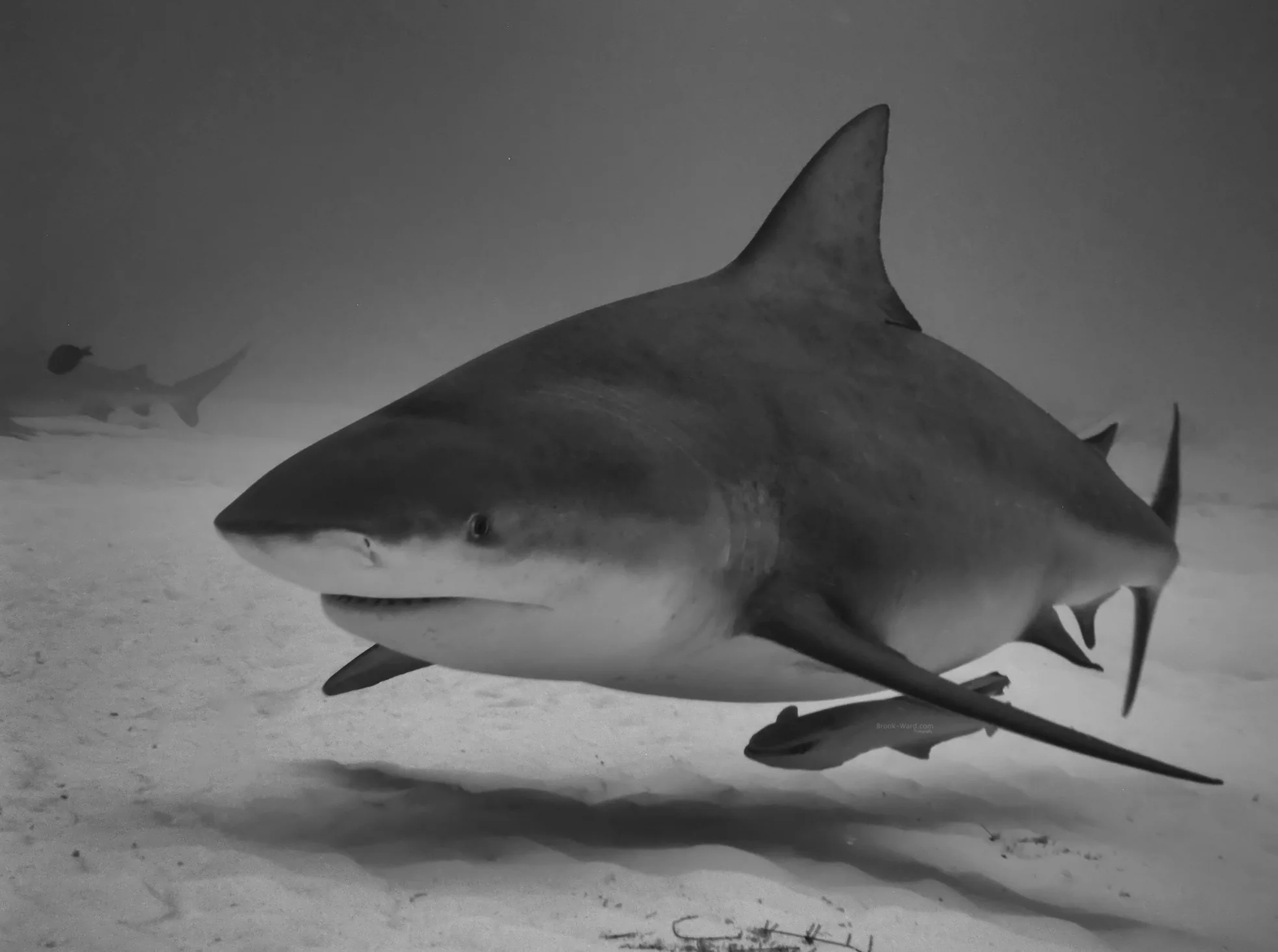 Bull Shark