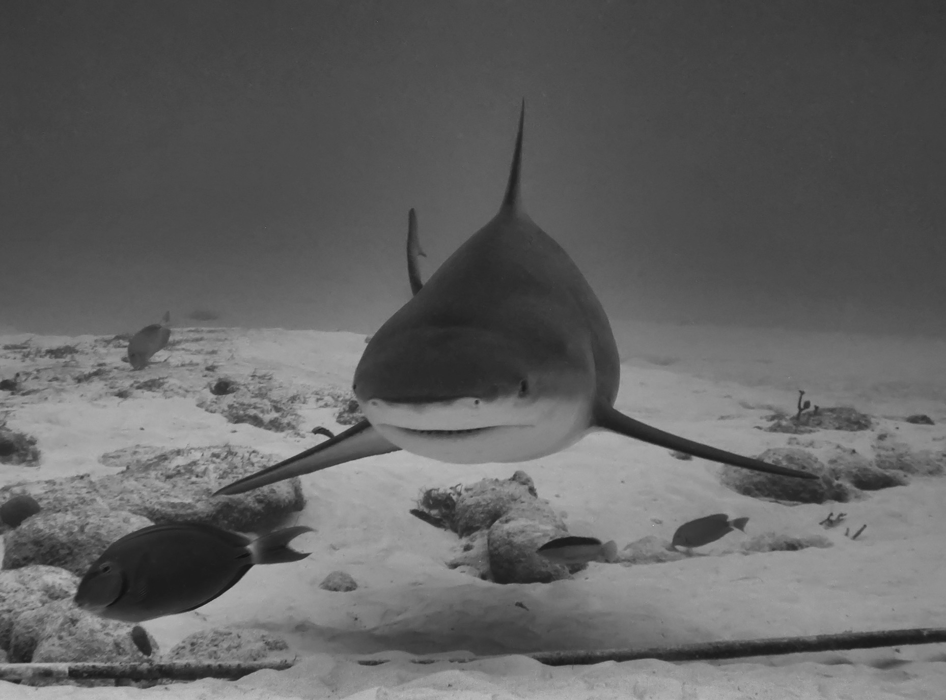 Bull Shark