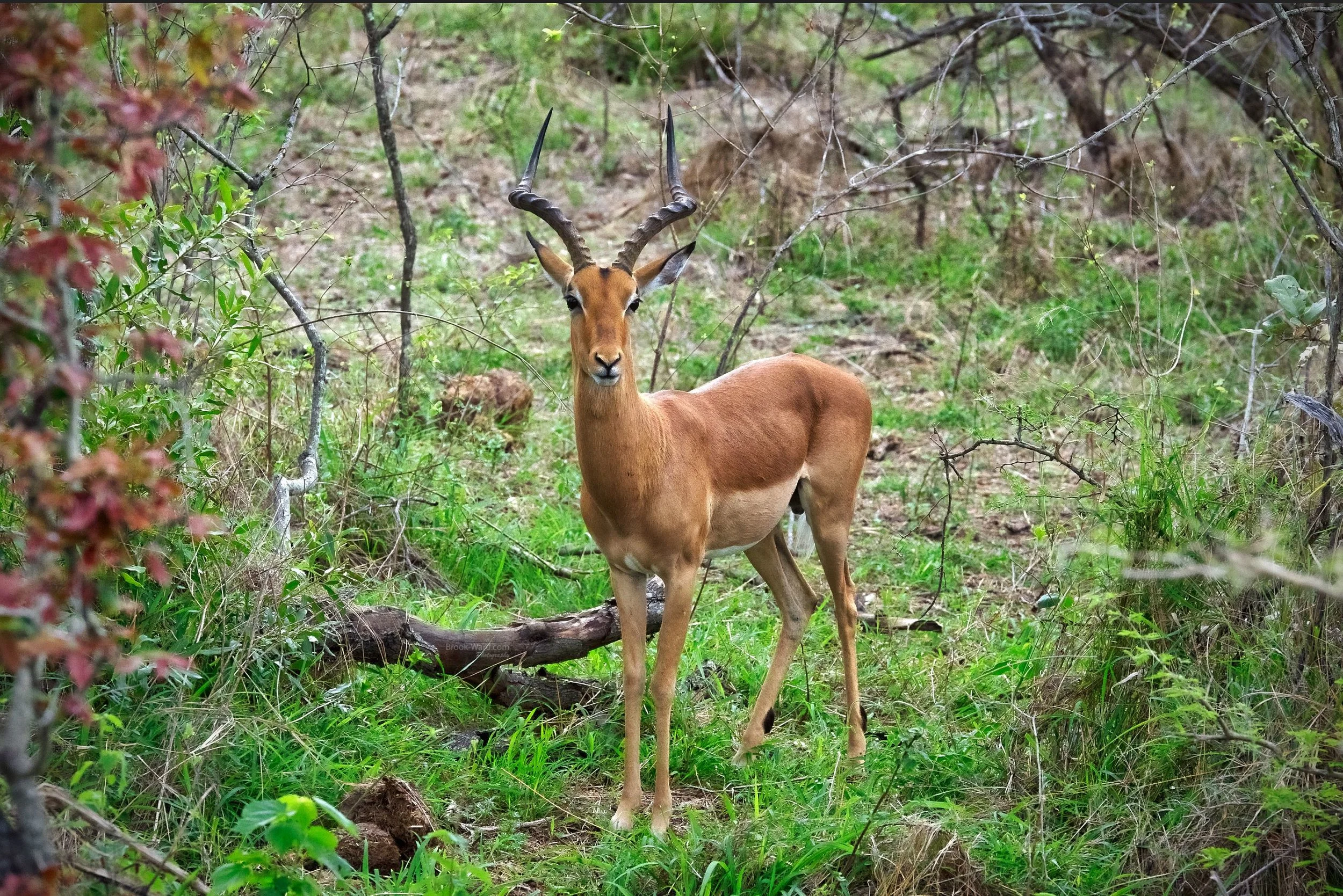 Impala