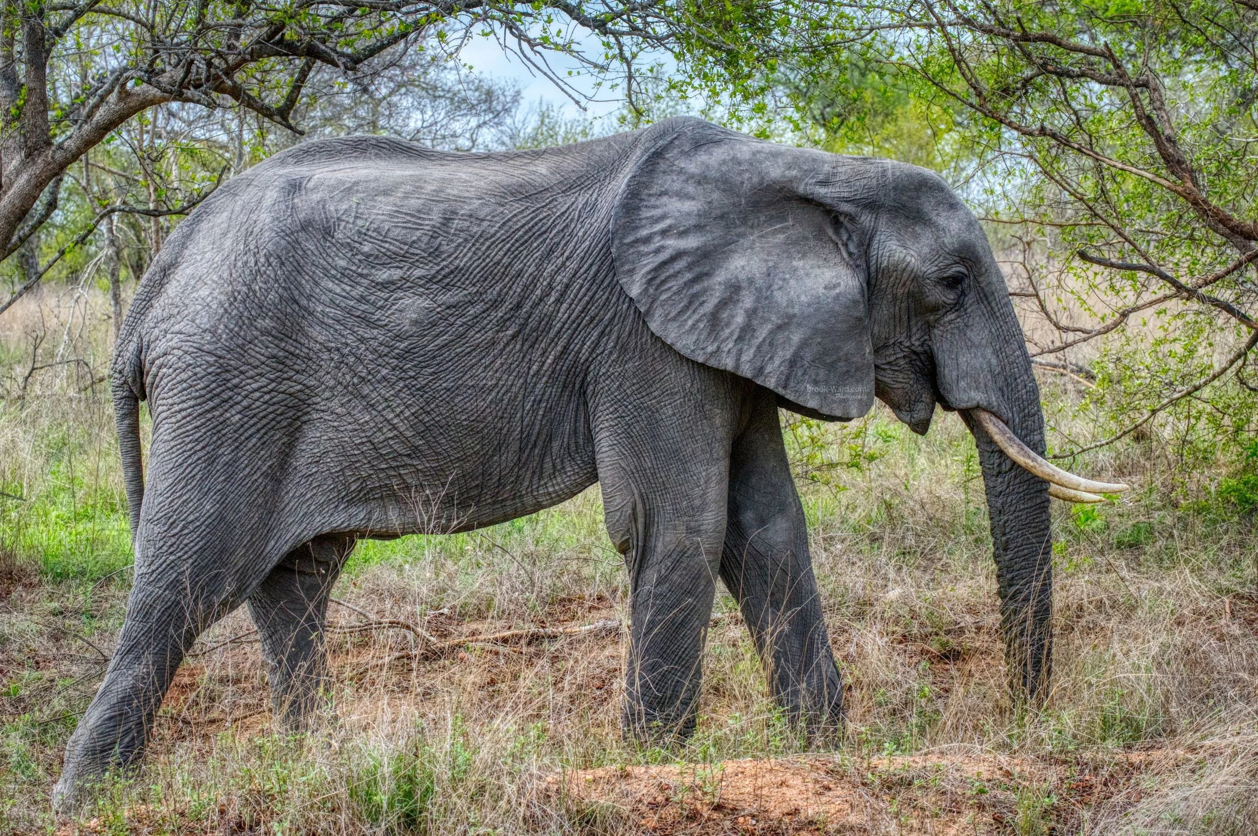 Dumbo - South Africa
