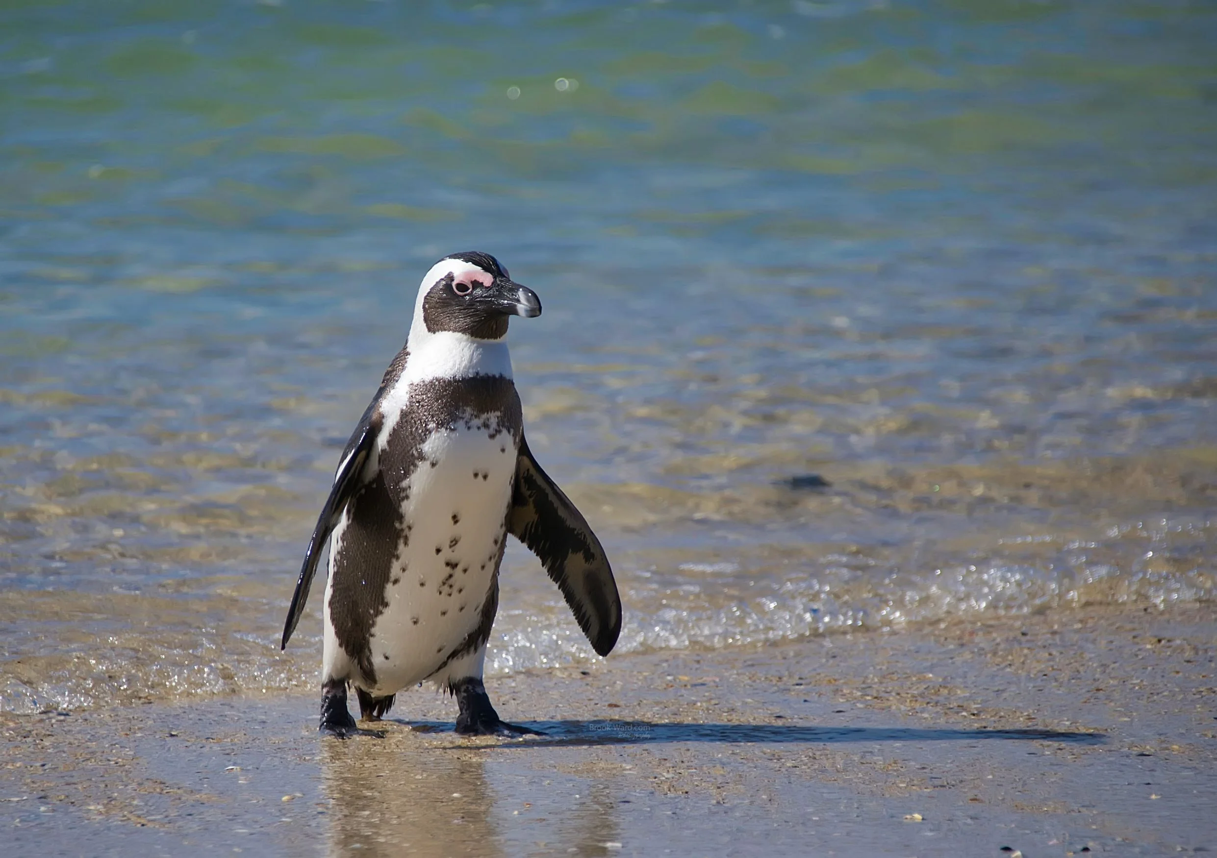 African (Jackass) Penguin