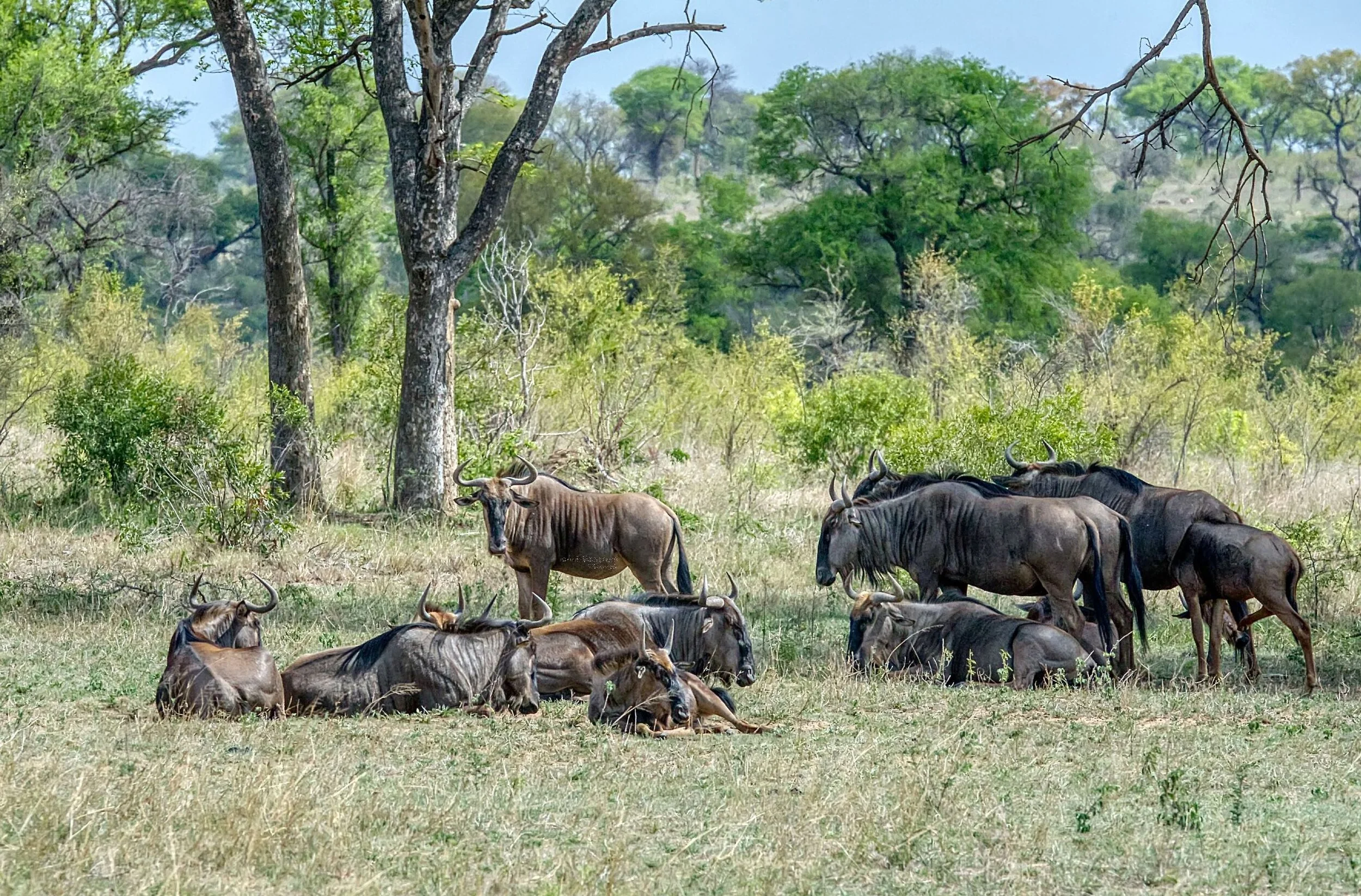 Wildebeest