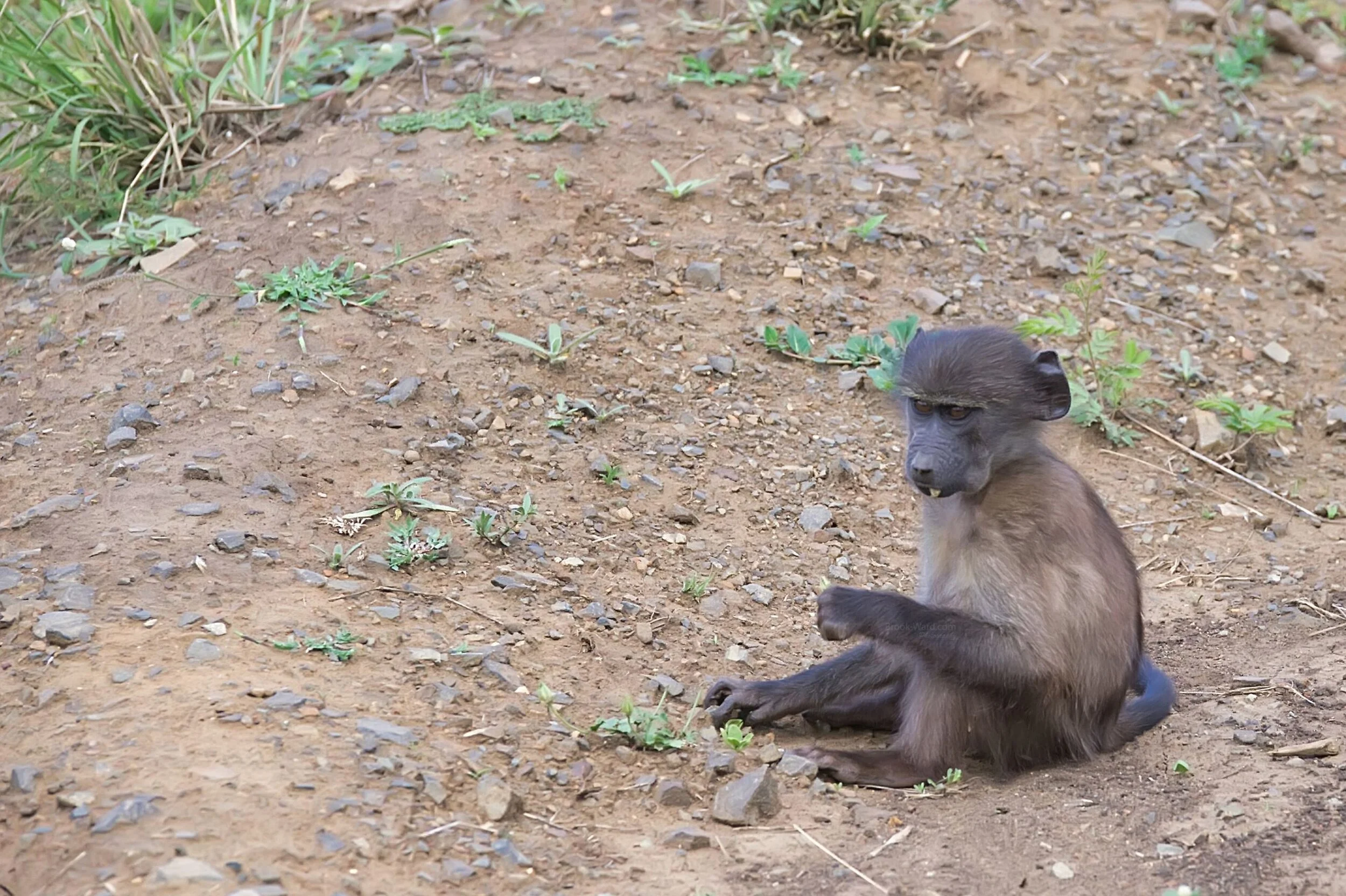 Baby Baboon