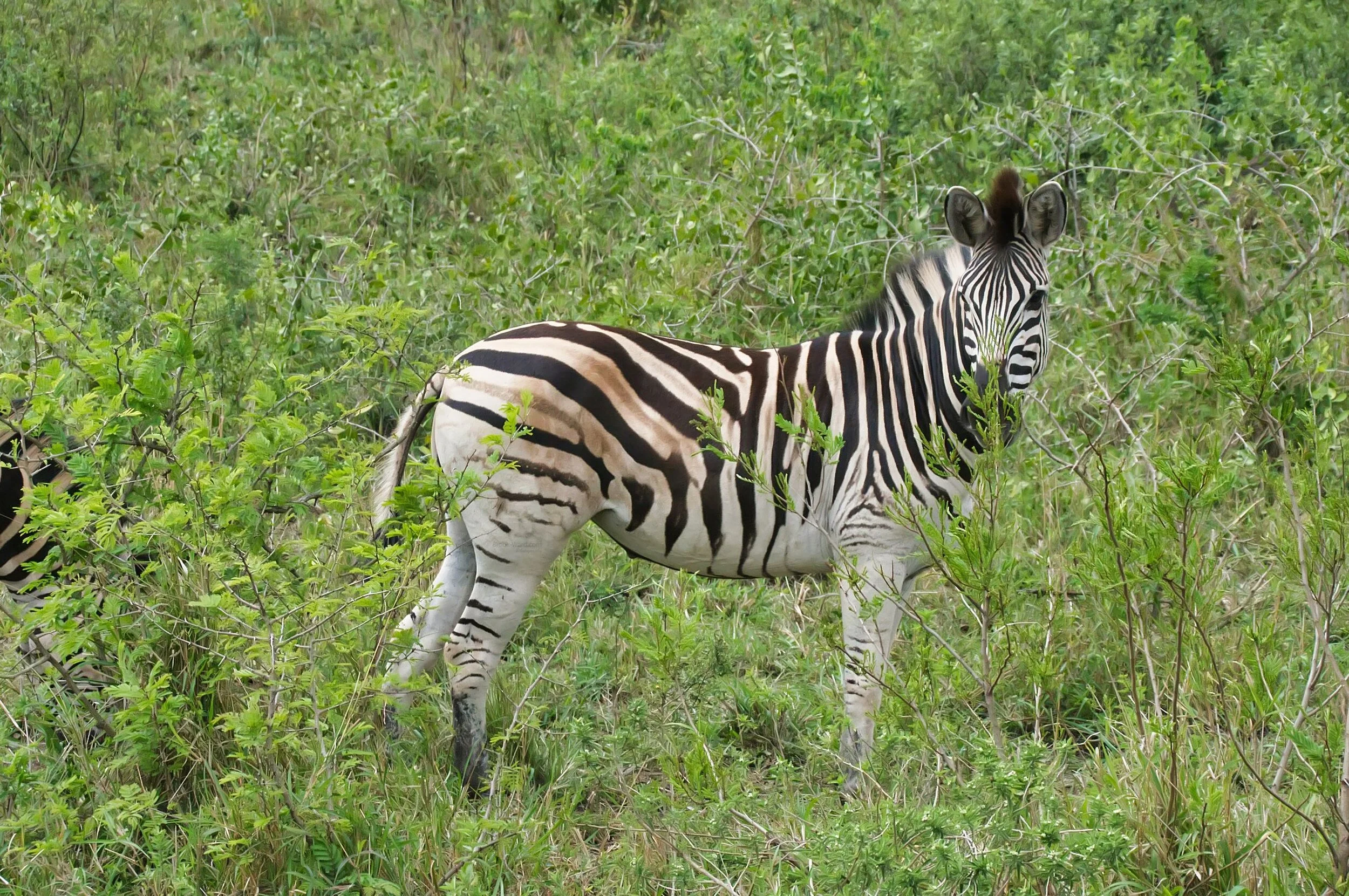 Zebra