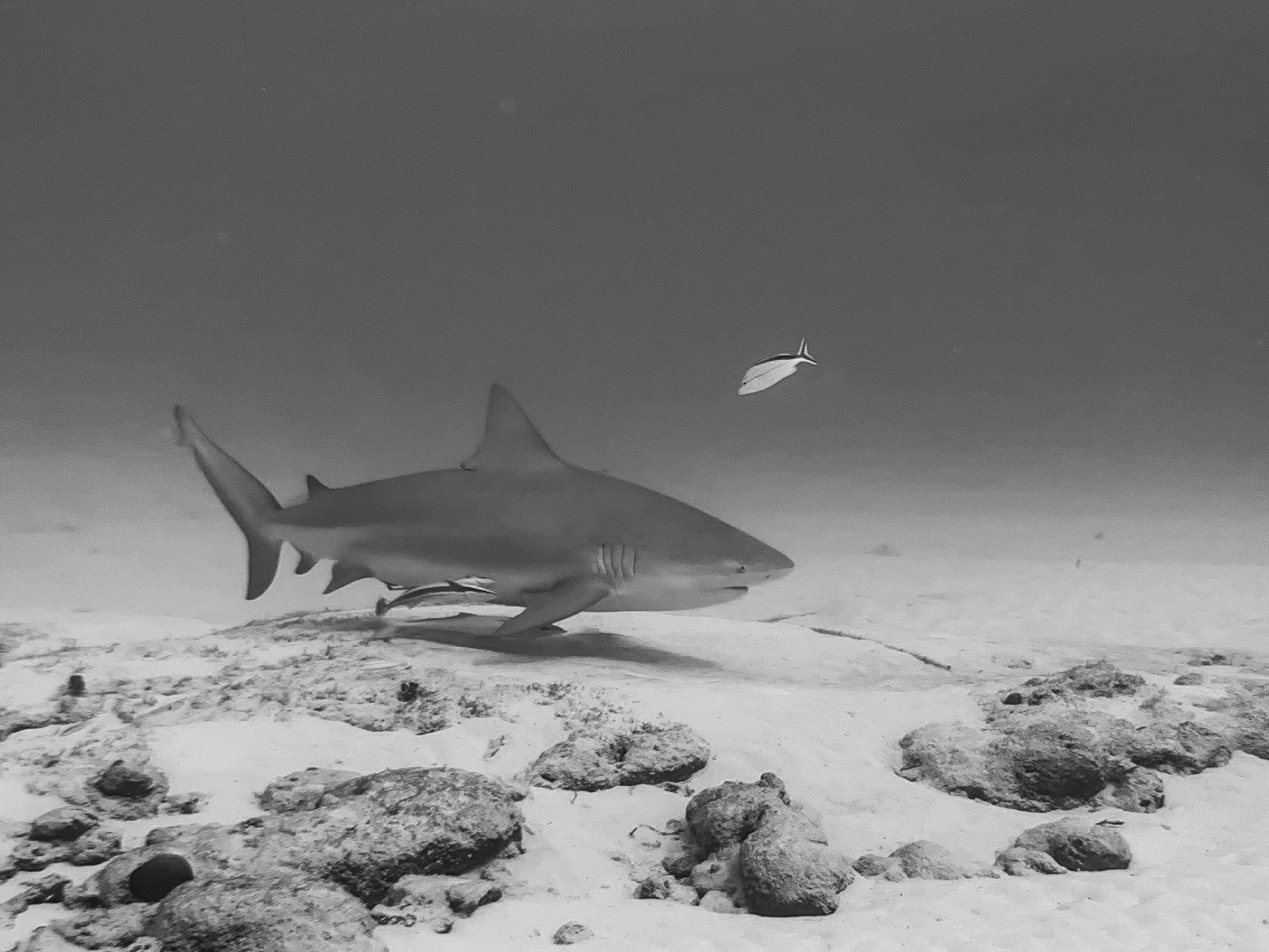 Bull Sharks 2023 -a