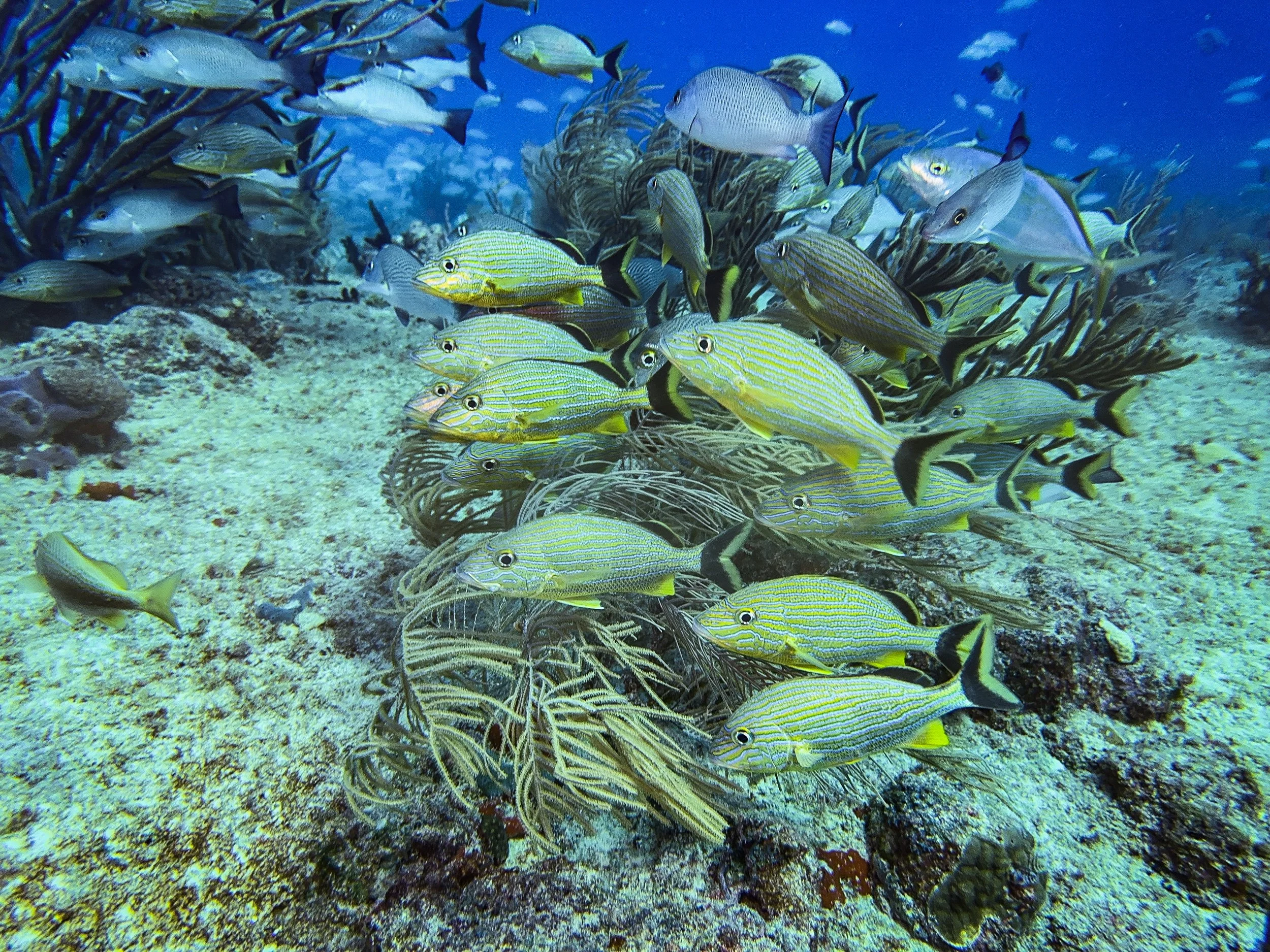 Reef fish - Playa