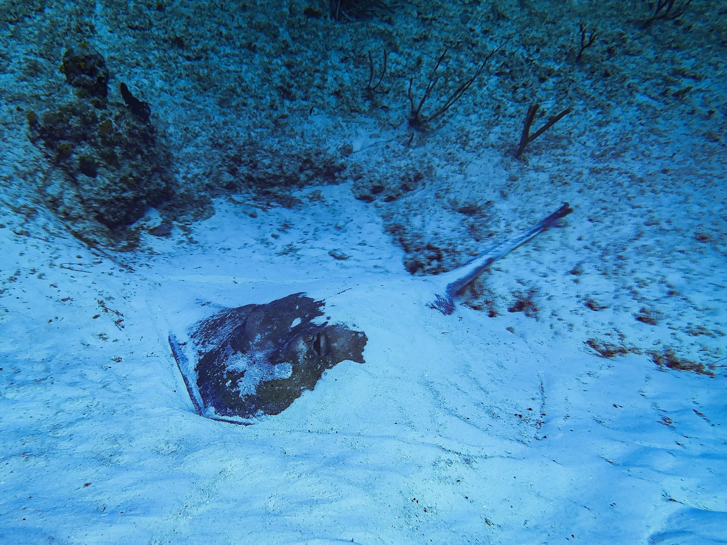 Stingray