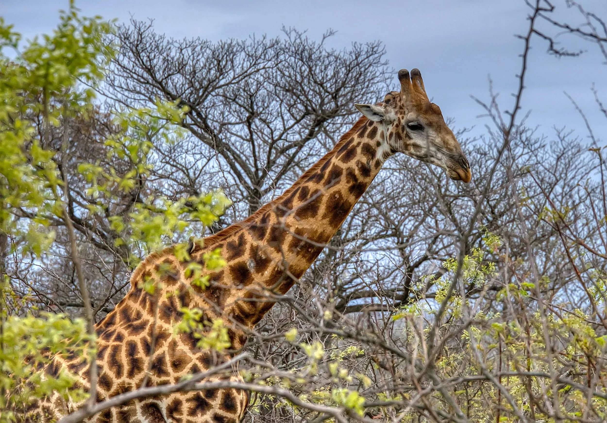 SA Giraffe