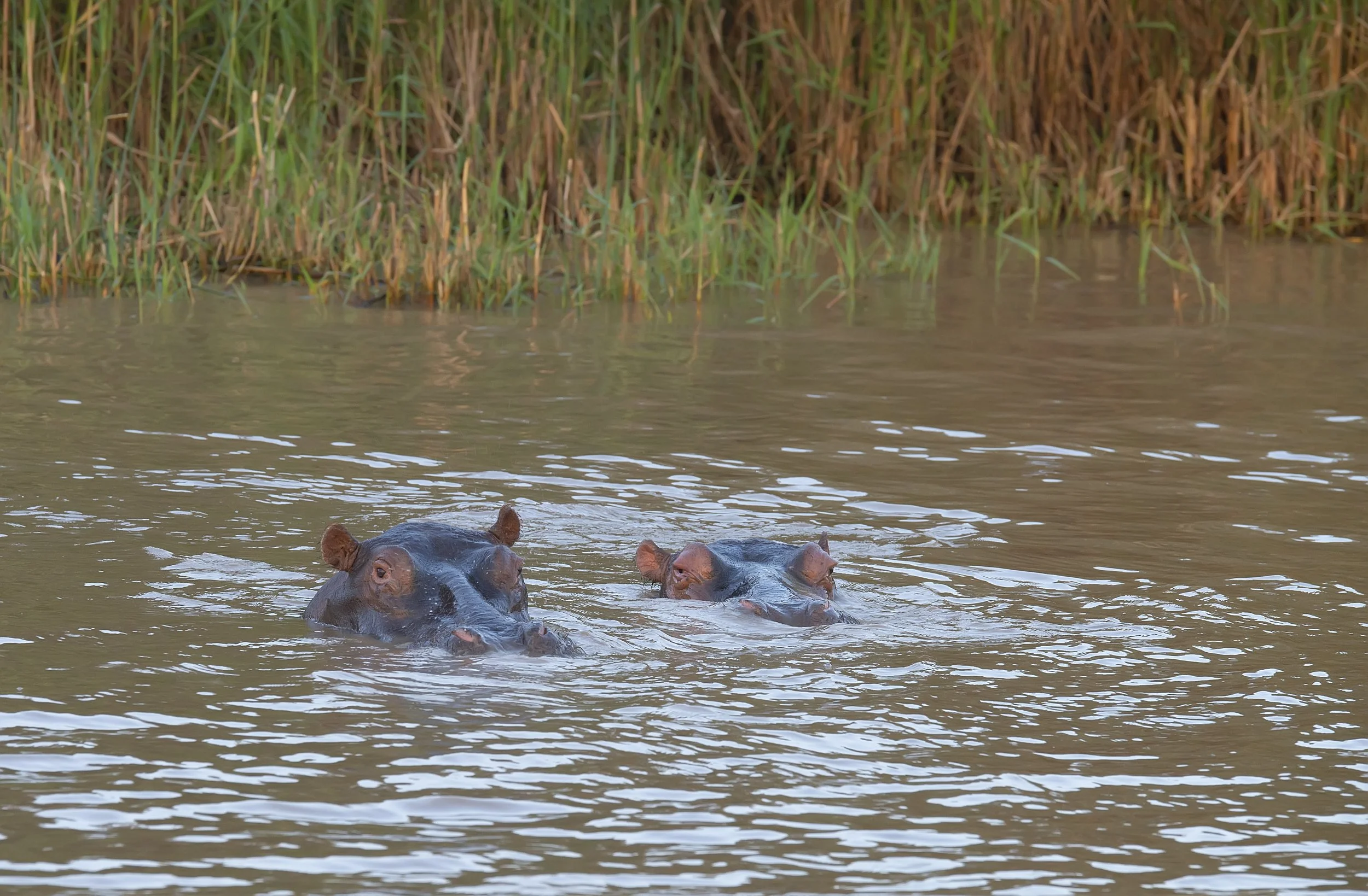 SA Hippo