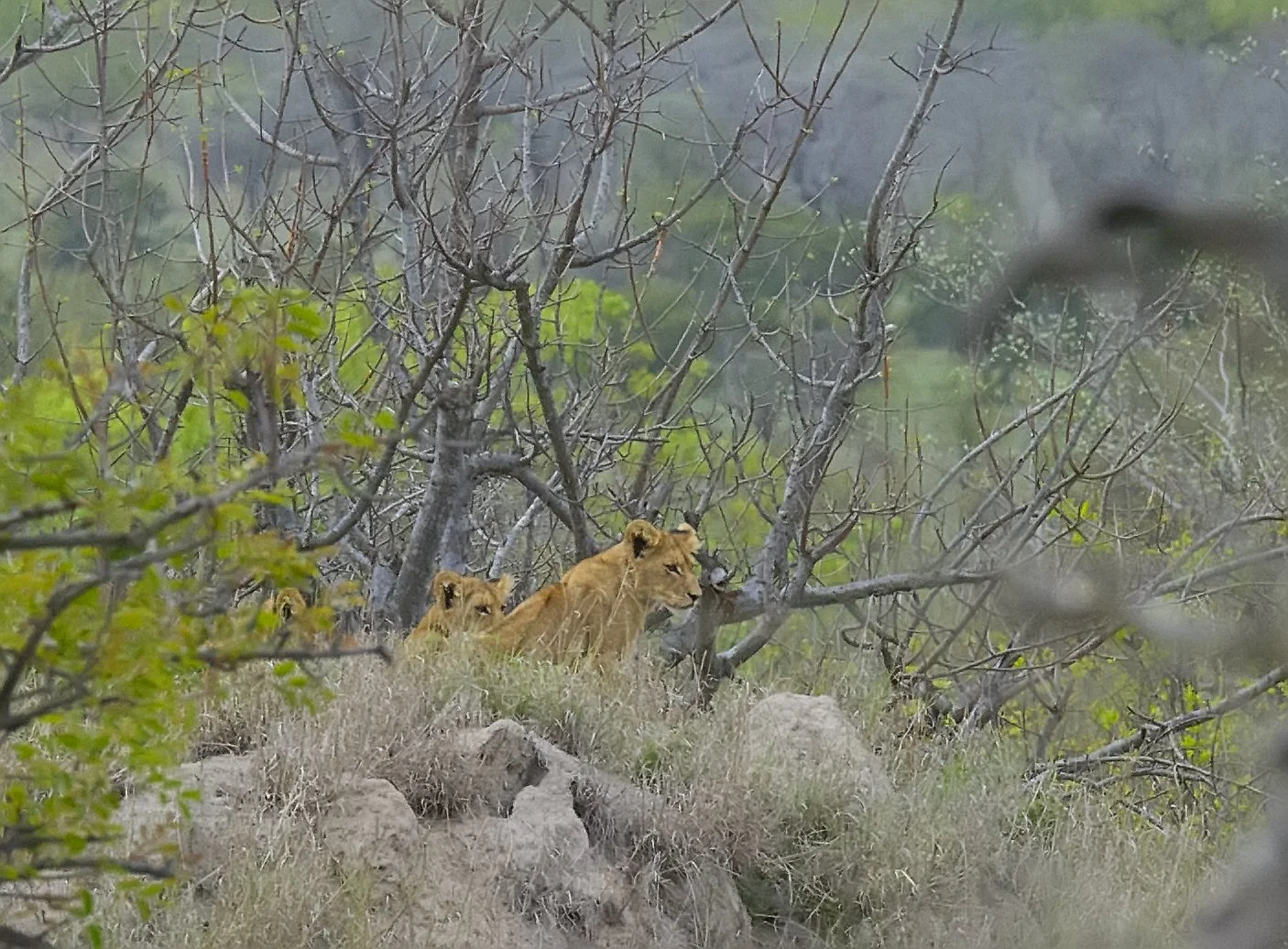 SA Lions