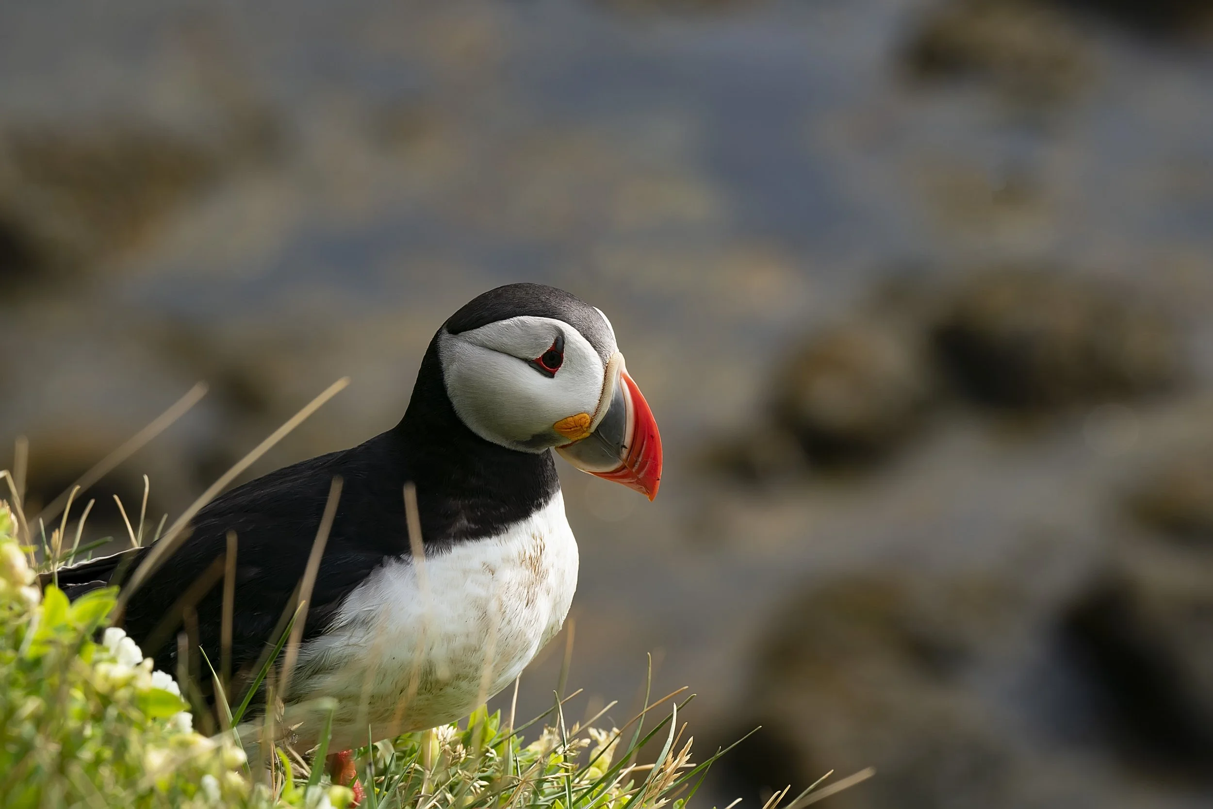 Puffin 2021 a