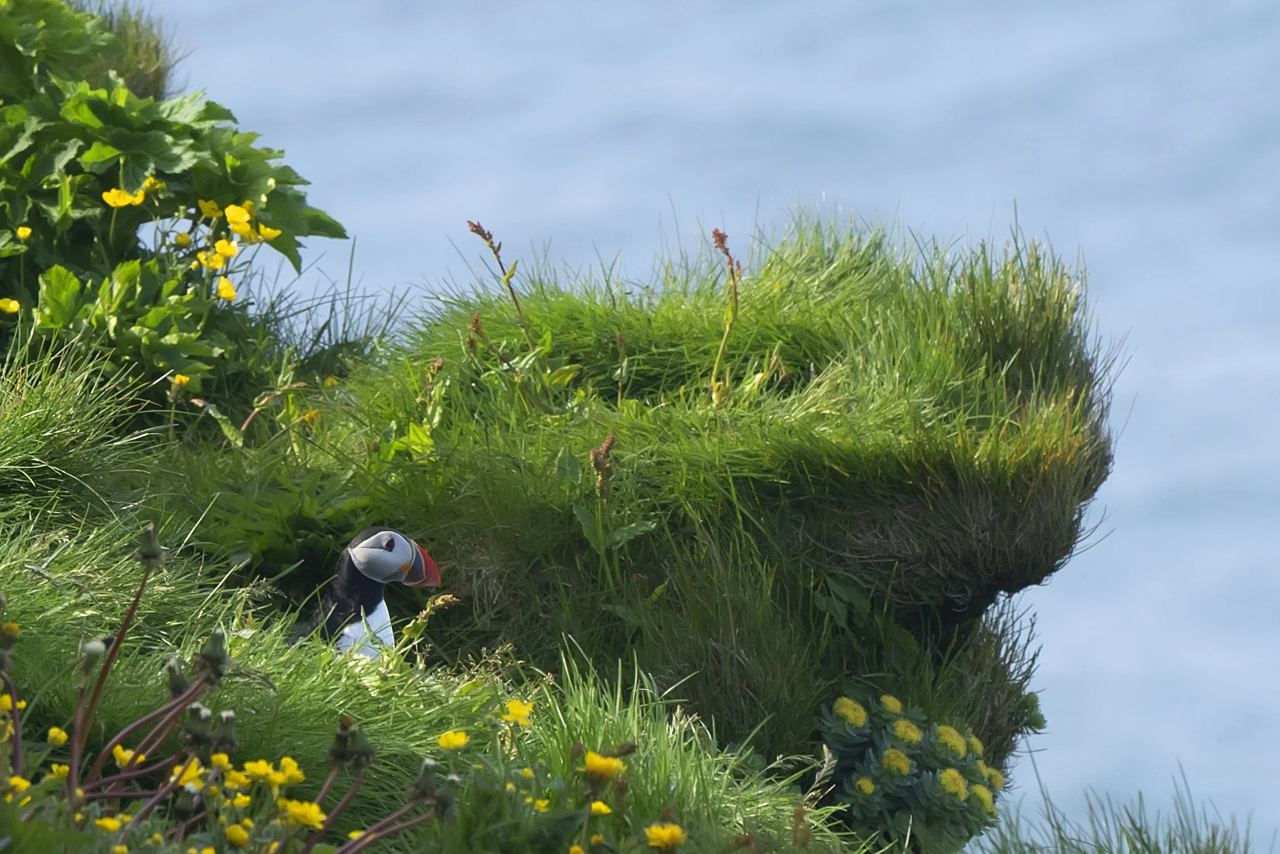 Puffin 2021 c